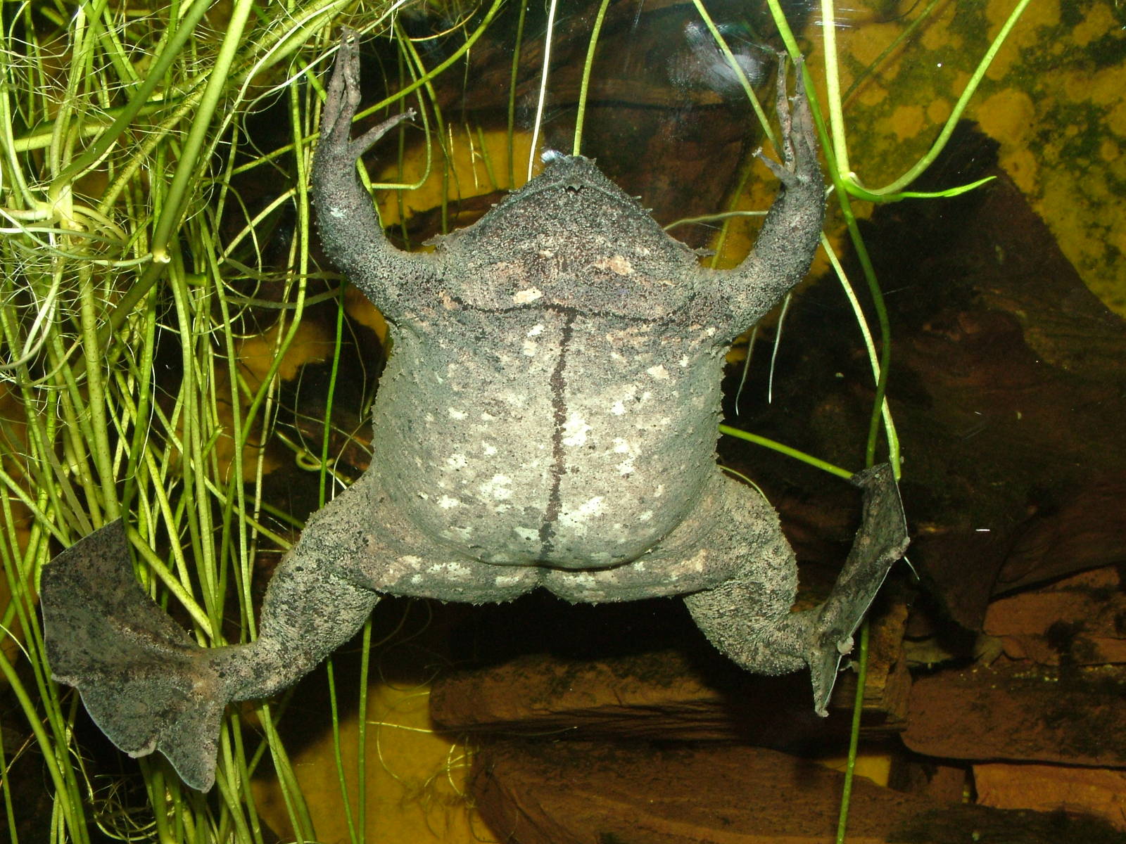 Surinam Toad at Aquazoo 14/05/09