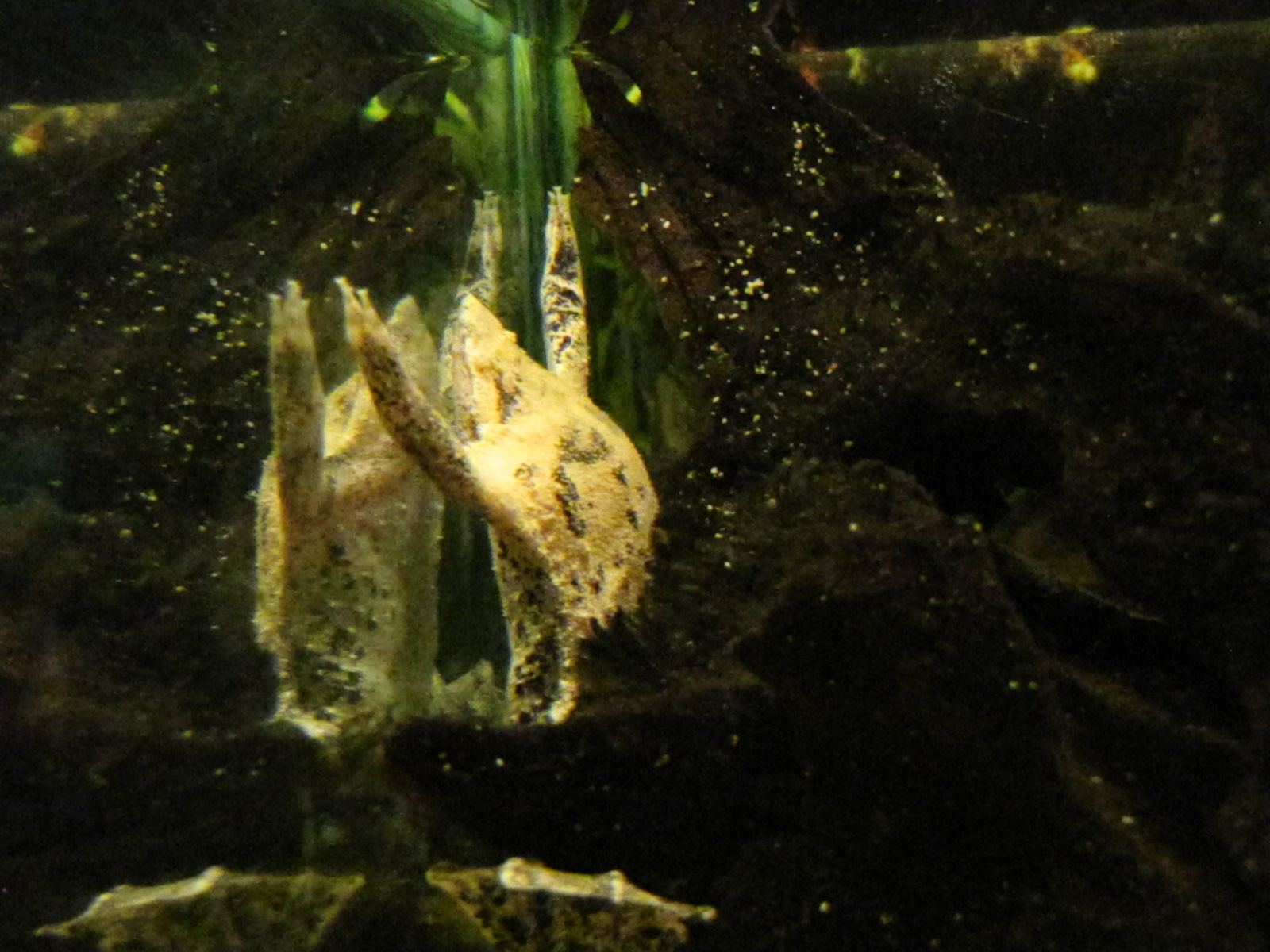 Surinam Toad at Bugs of Fun