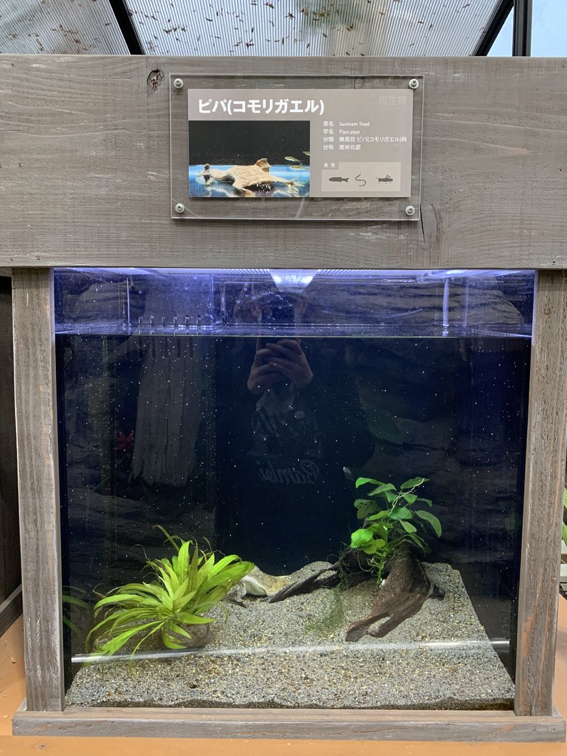 Surinam Toad Exhibit