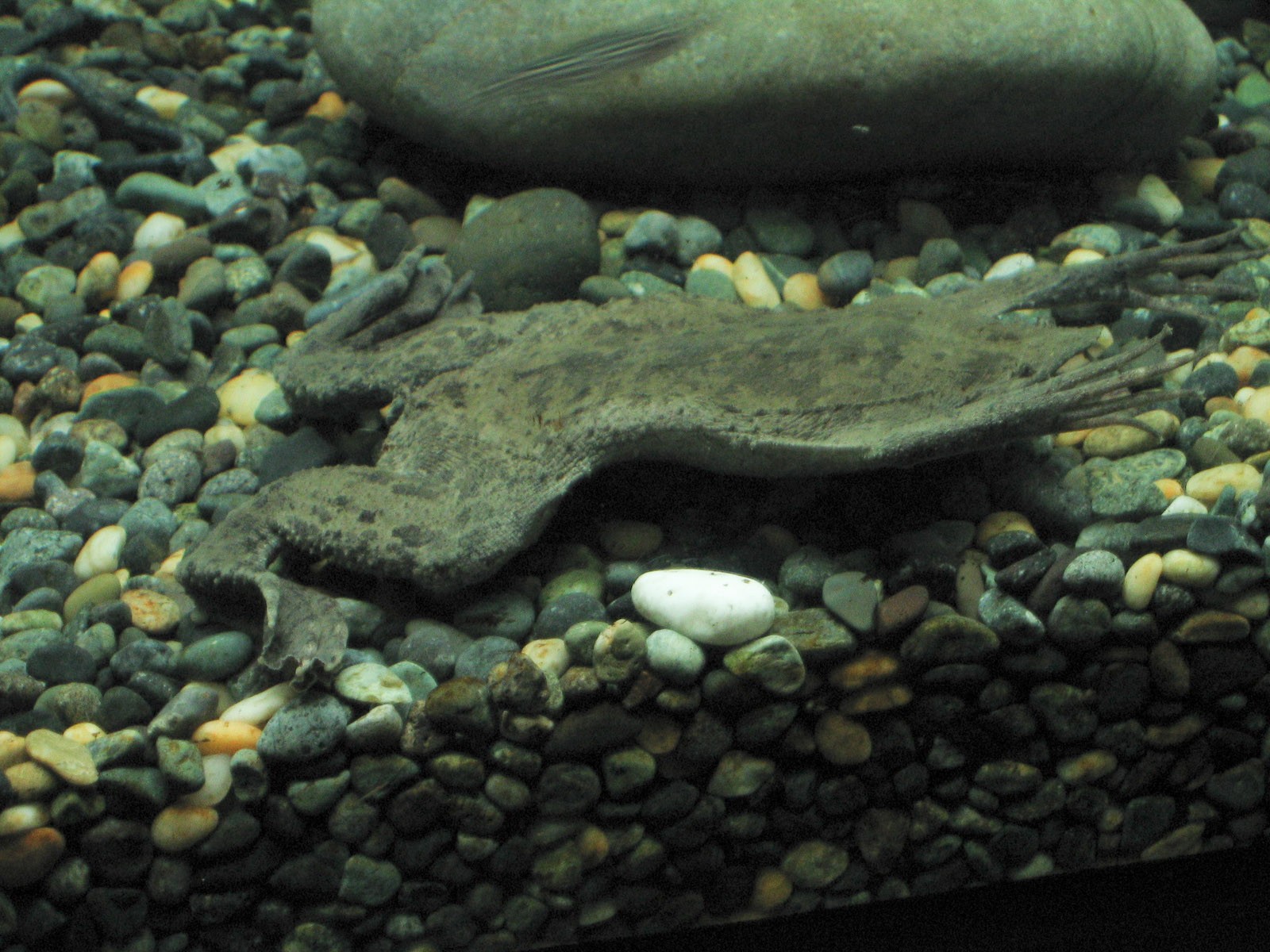 Surinam Toad - Oct 2003