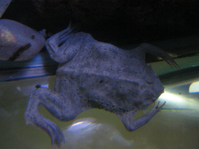 Surinam Toad Pipa pipa 2015