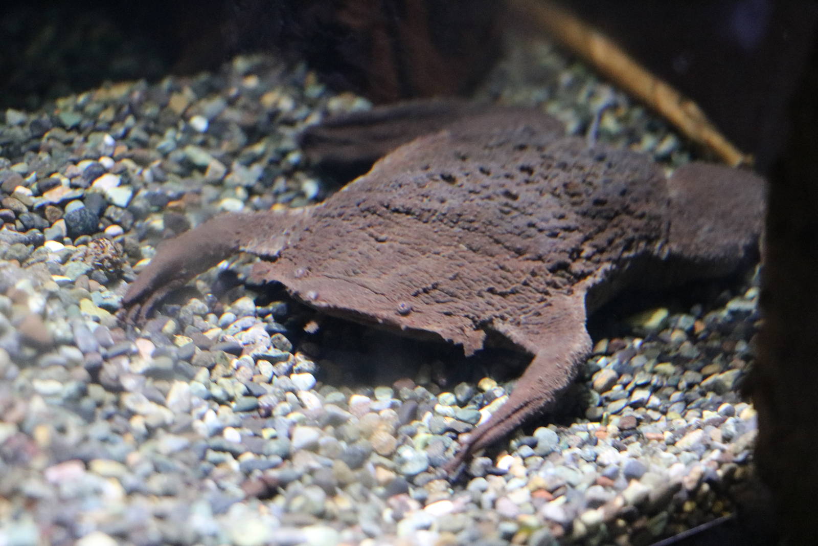 Surinam toad post-partum - EPSON Aqua Park, February 2016