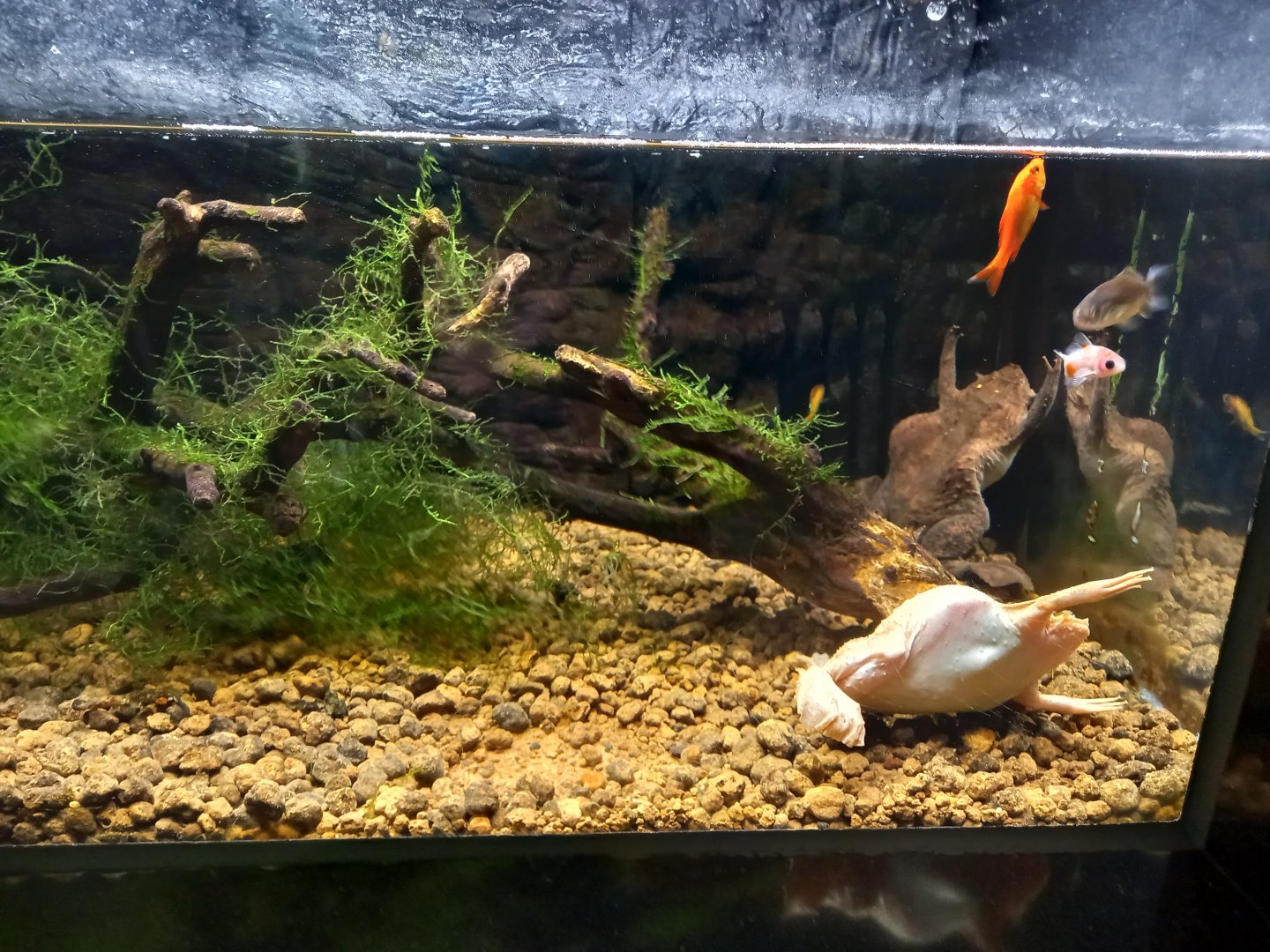 Surinam Toad tank, Xpark Aquarium