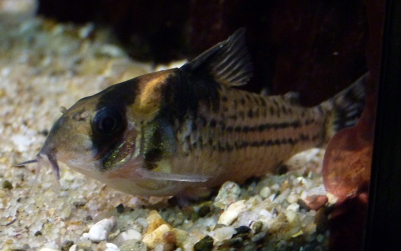 Suriname corydoras (Corydoras surinamensis)