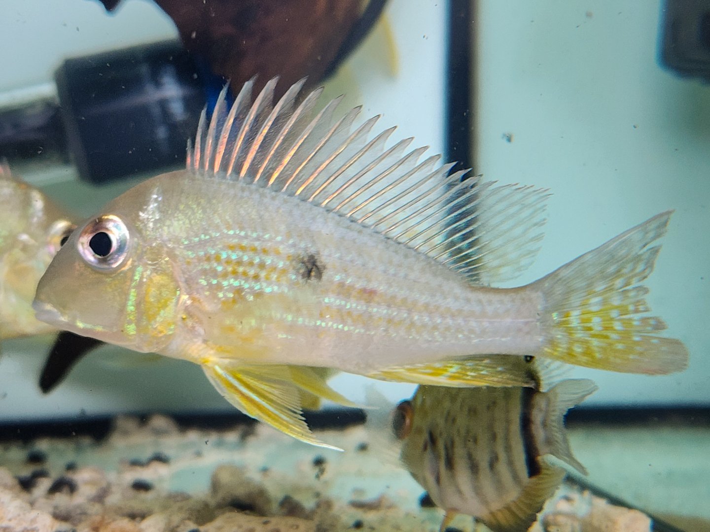 "Suriname" Eartheater (Geophagus altifrons Río Xingu)