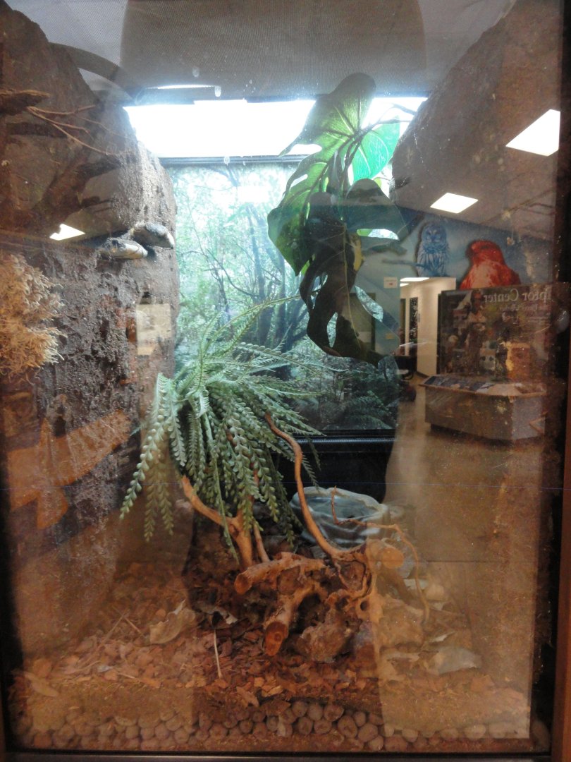 Suriname Golden Eyed Tree Frog Exhibit