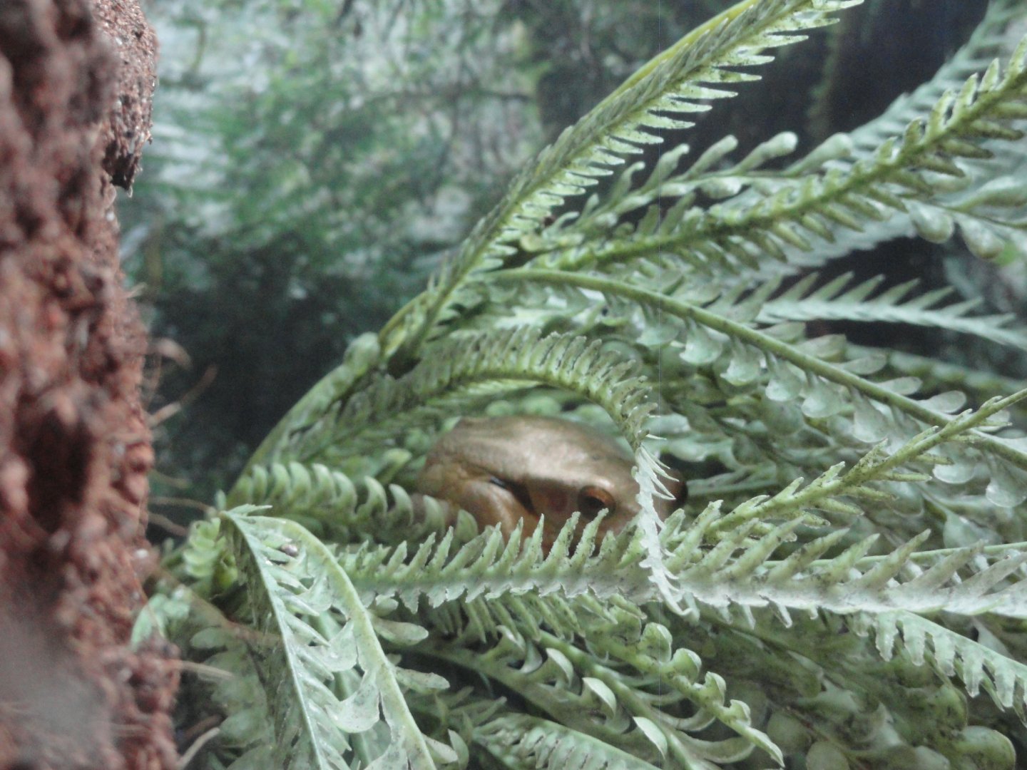 Suriname Golden Eyed Tree Frog