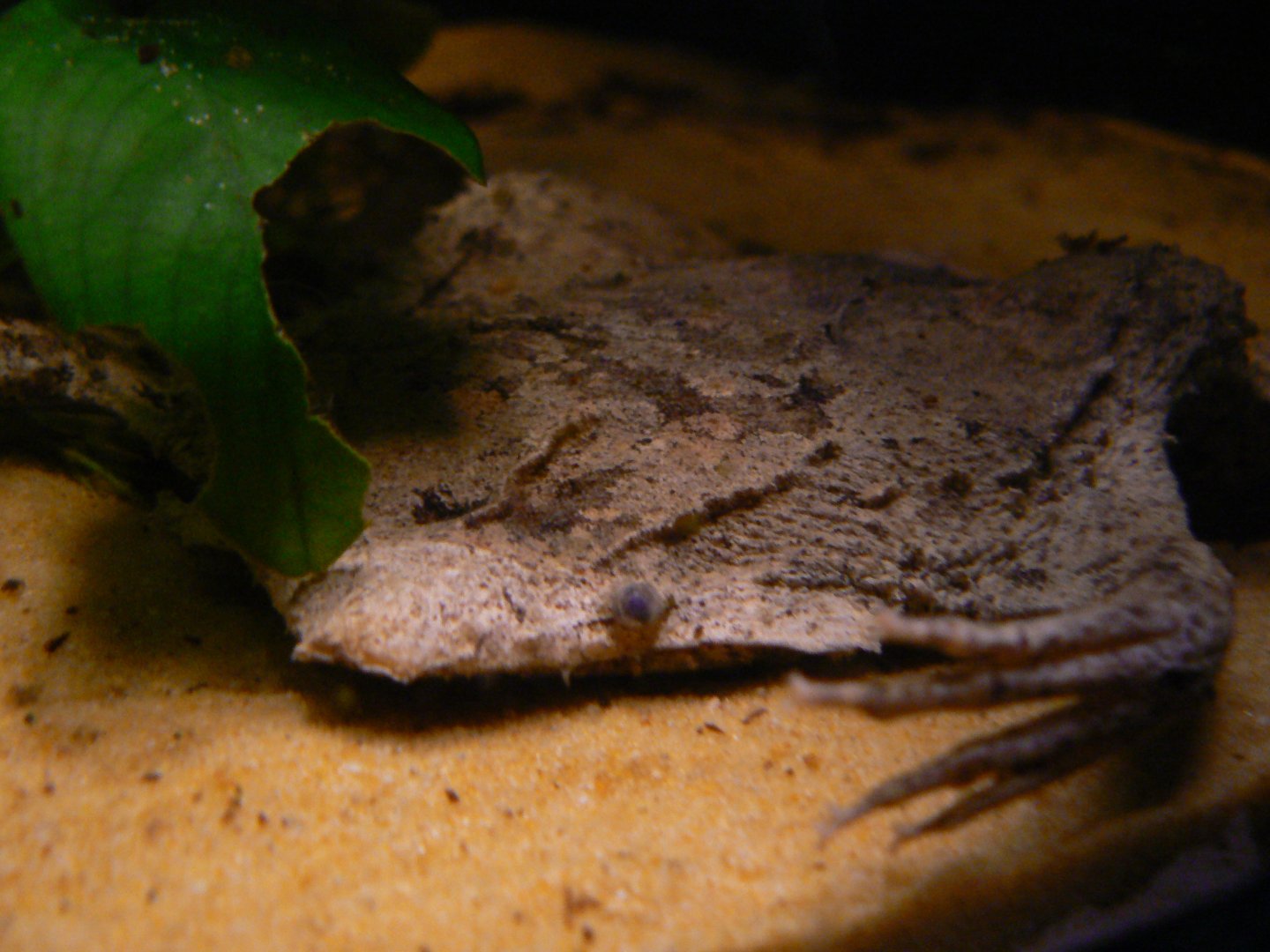 Suriname Toad - 1 December 2016