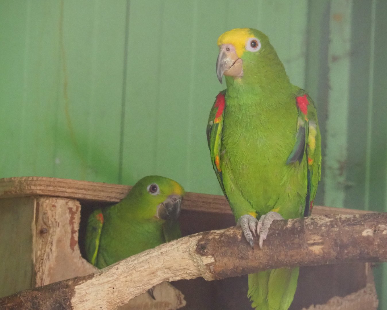Suriname yellow-fronted amazons (Amazona ochrocephala ochrocephala), 2019-08-04