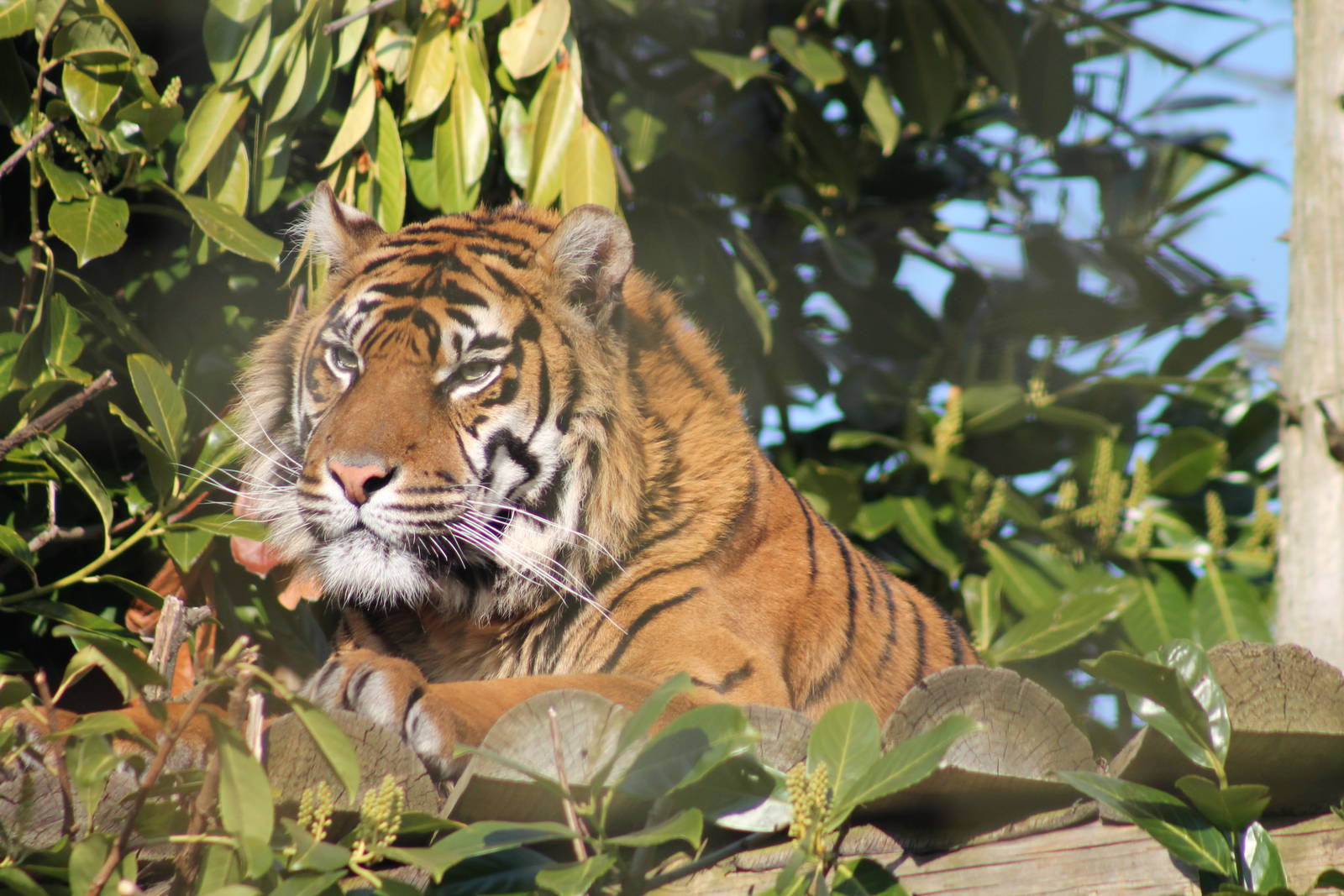 Surmatran Tiger - 2nd April 2013