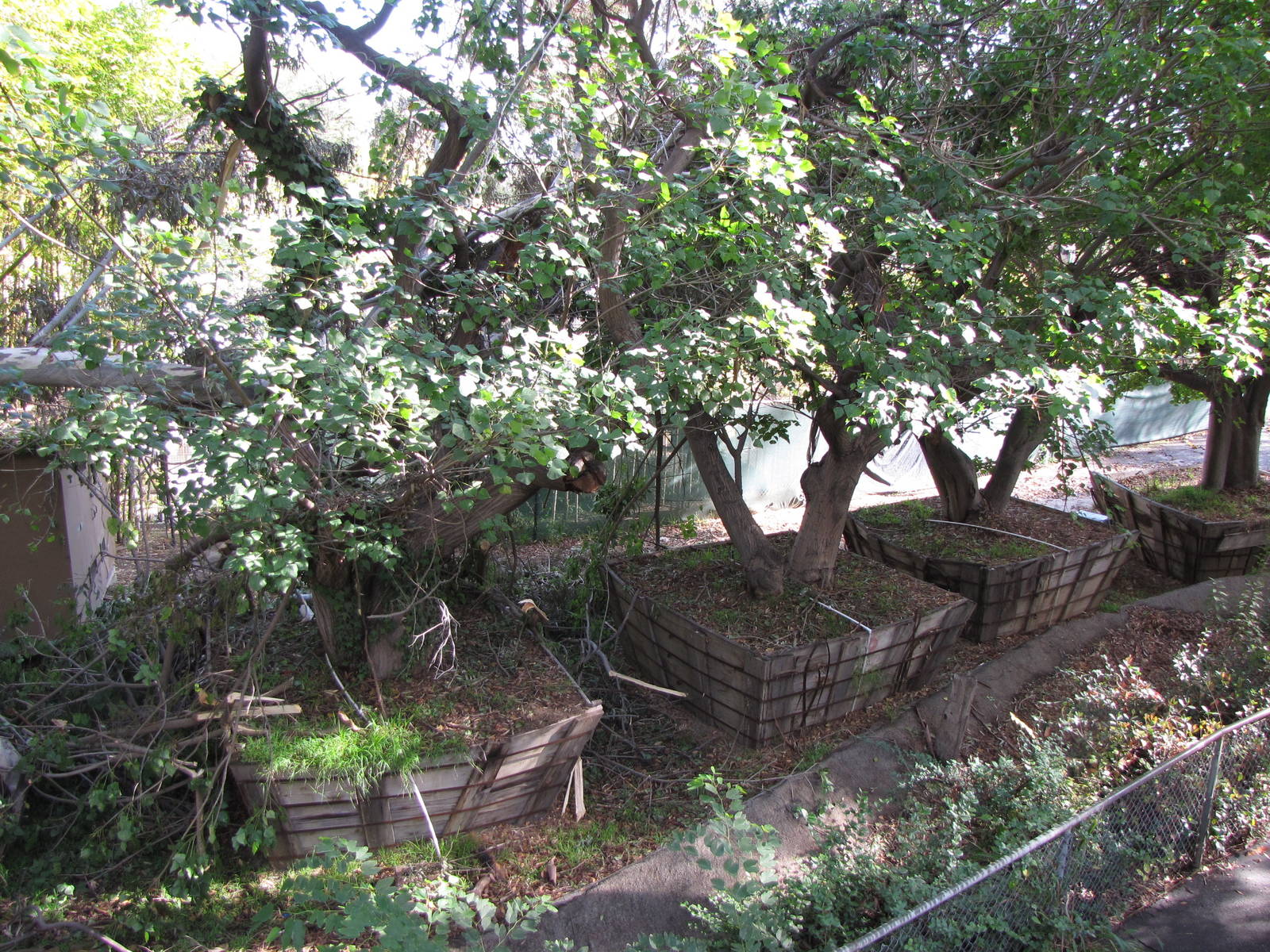 Surplus Trees Near Campo Gorilla Compound