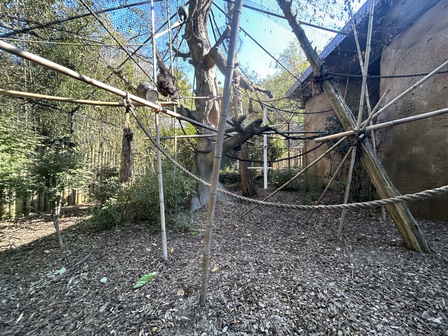 Surplus White-handed Gibbon Exhibit