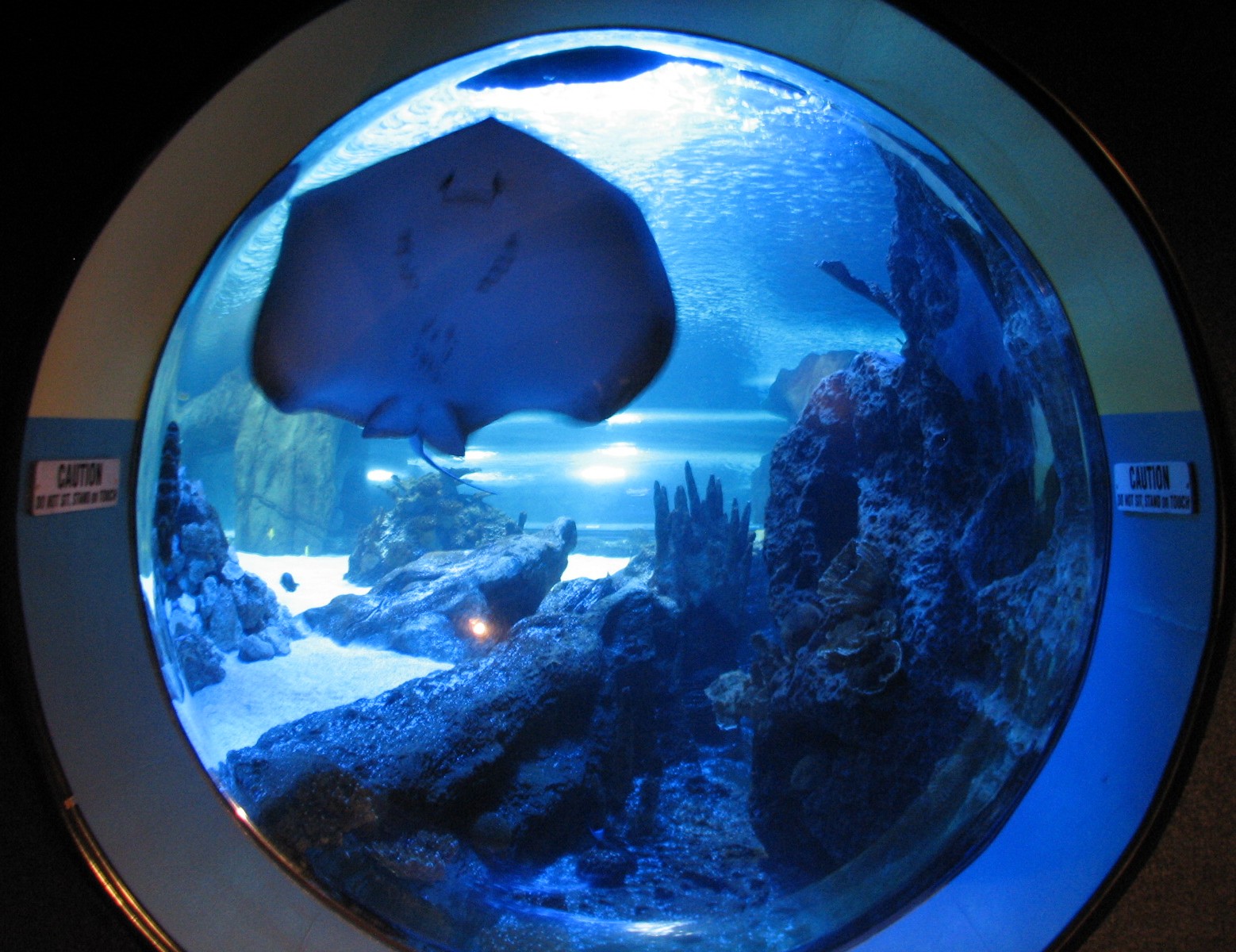 Surrounded by Sharks - Ray