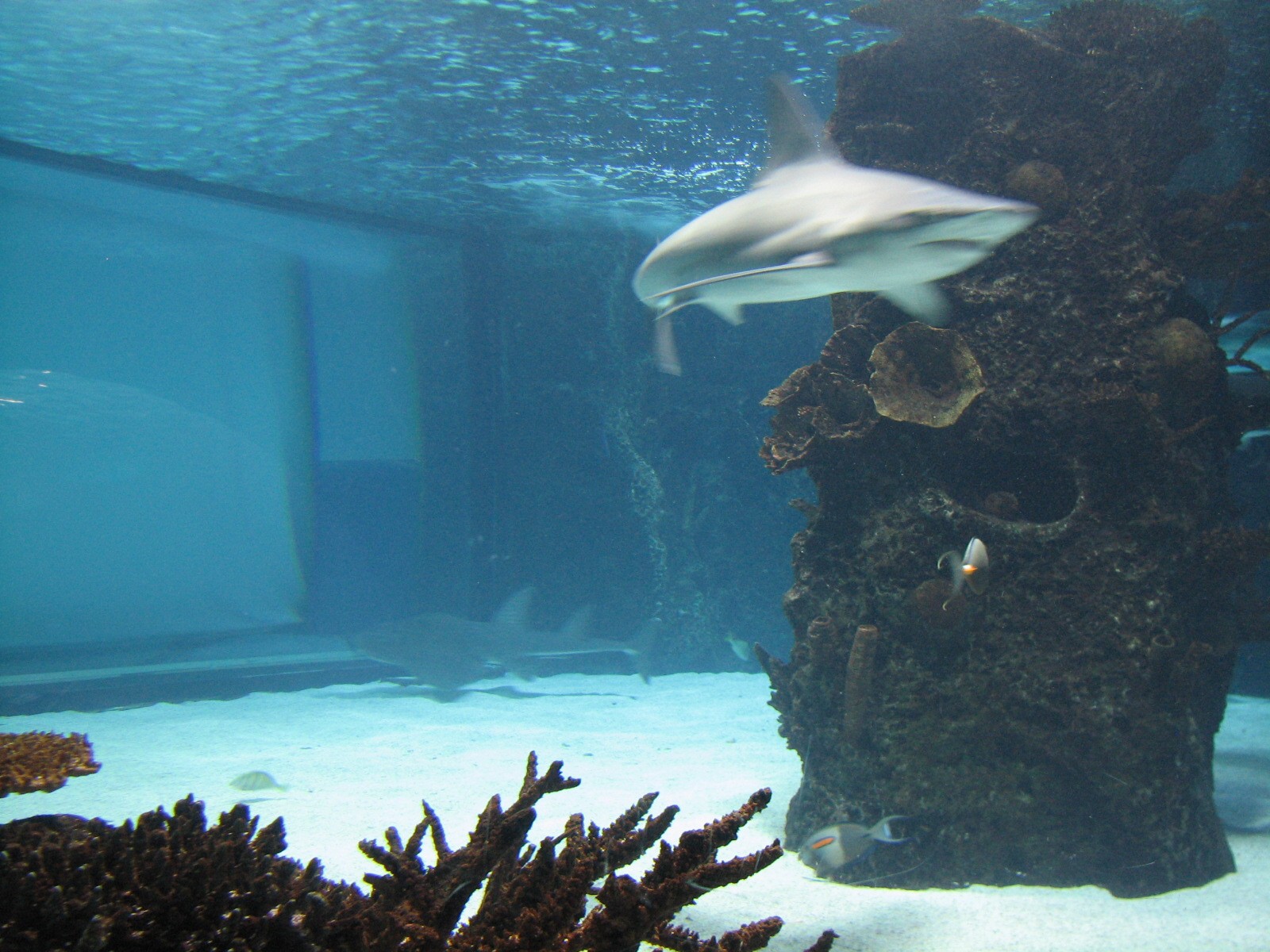 Surrounded by Sharks - Shark