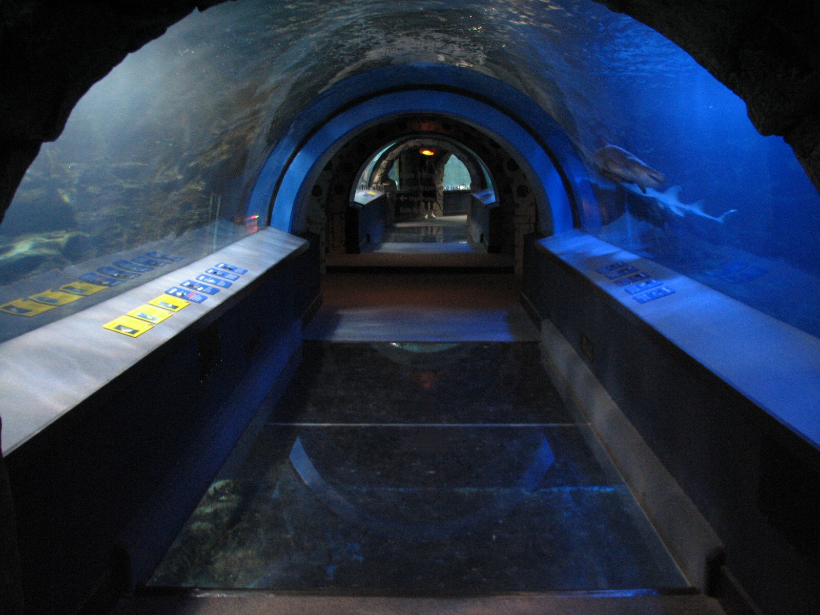 Surrounded by Sharks - Tunnel