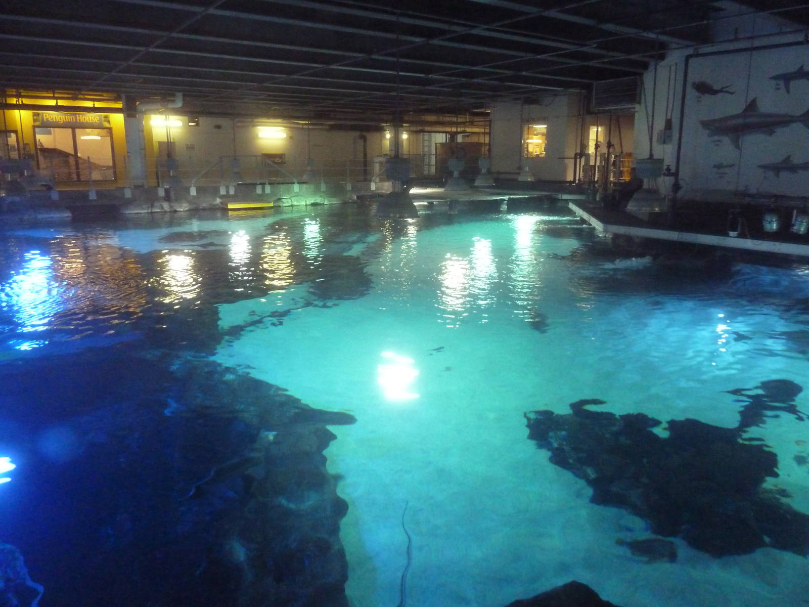 Surrounded by Sharks (Upper Viewing)