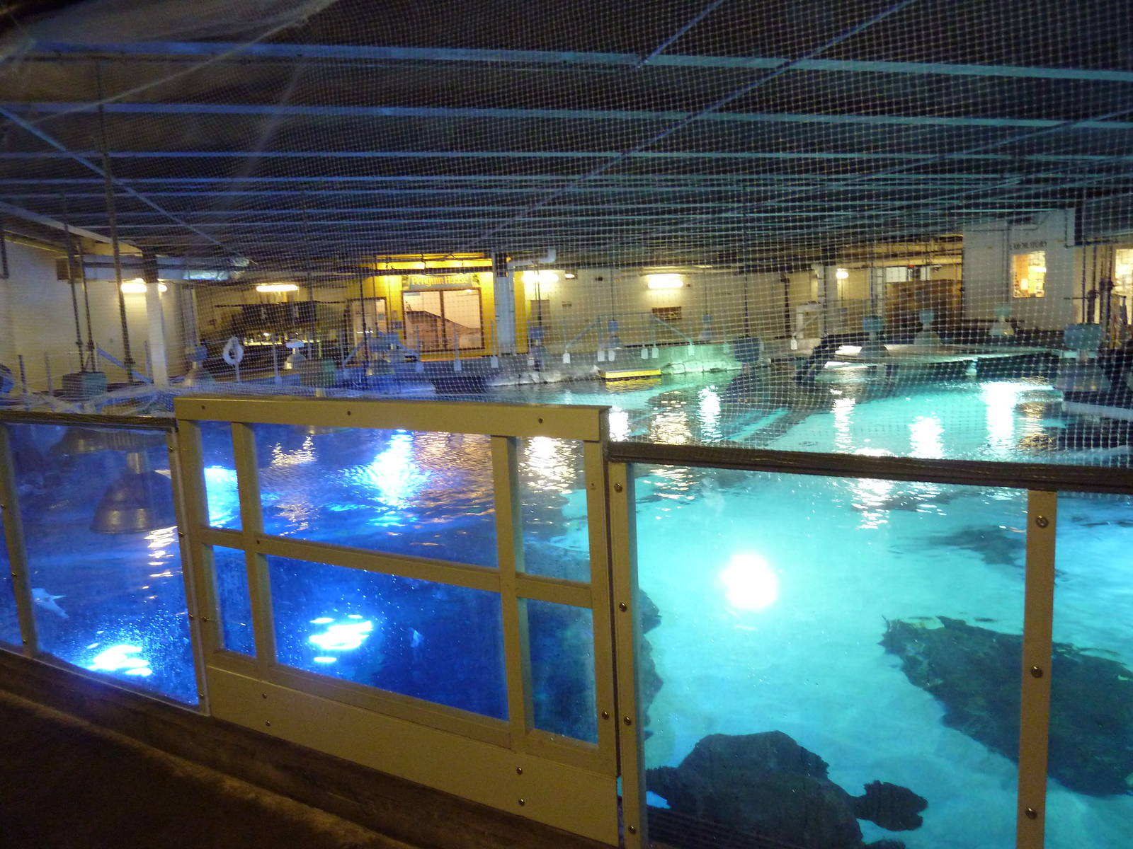 Surrounded by Sharks (Upper Viewing)