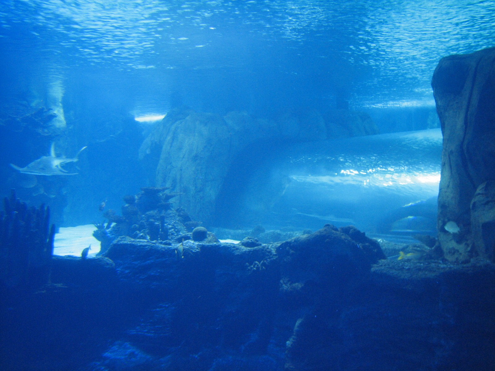 Surrounded by Sharks