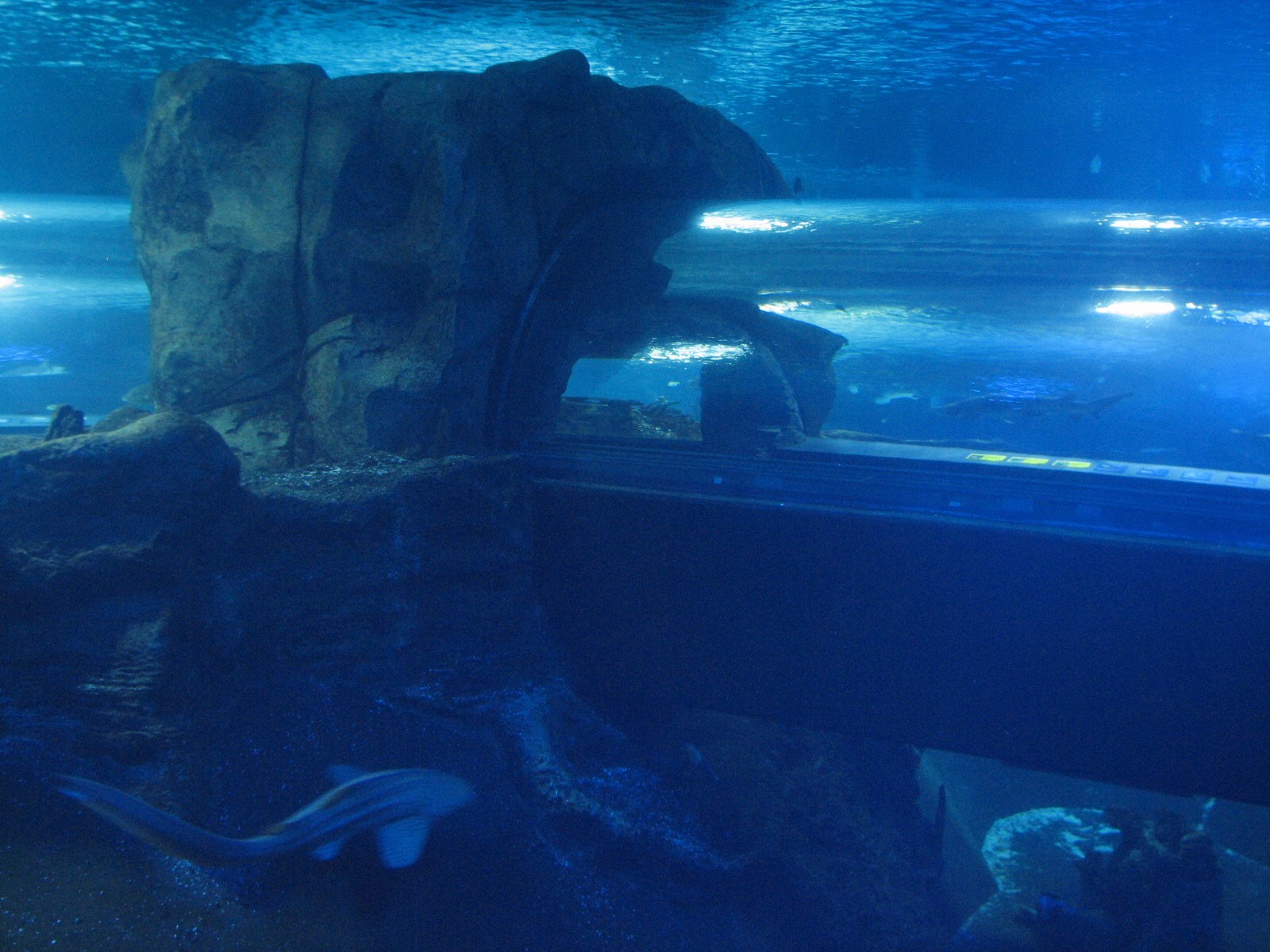 Surrounded by Sharks