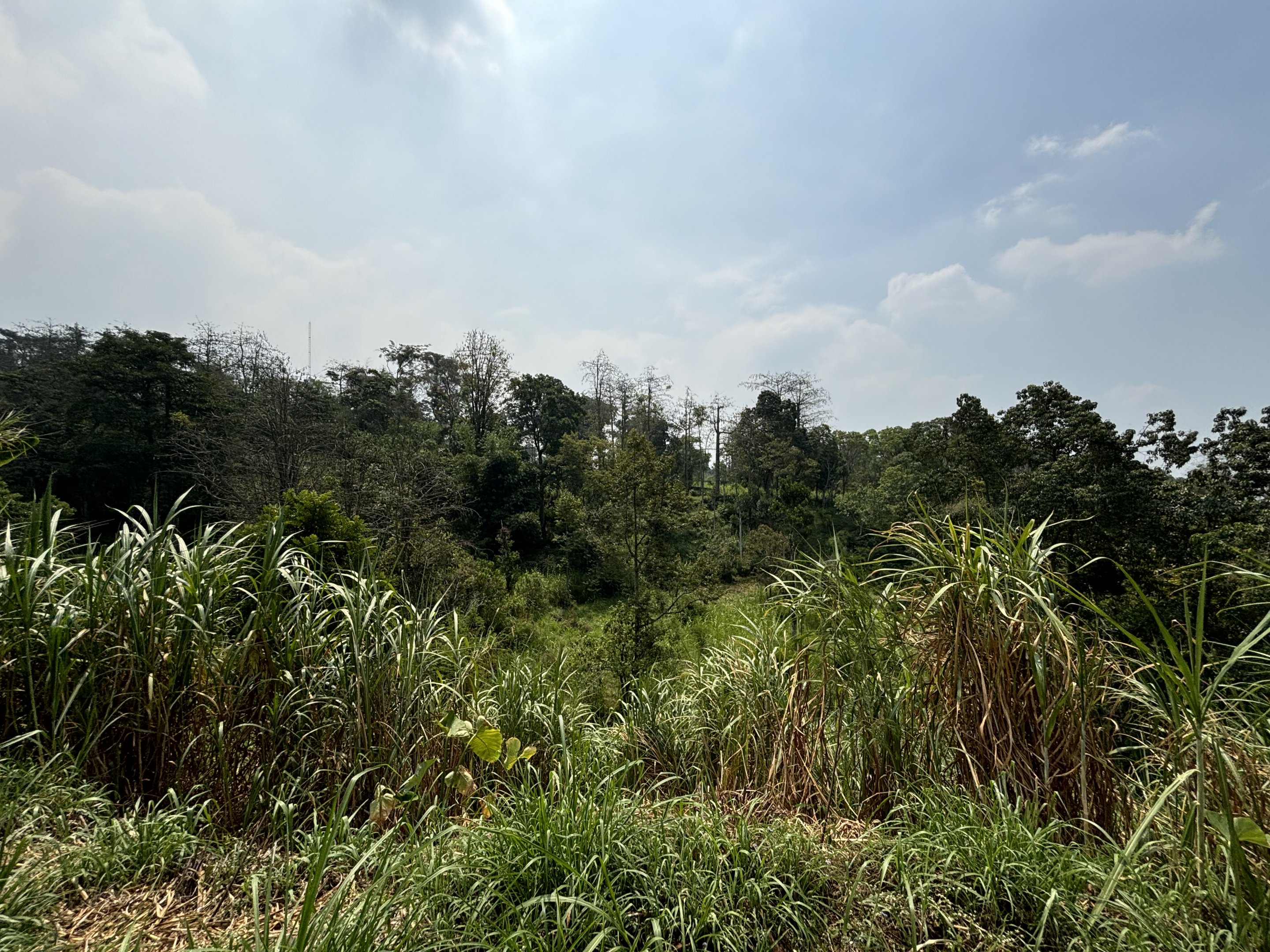 Surrounding Jungle - Prigen Conservation Breeding Ark