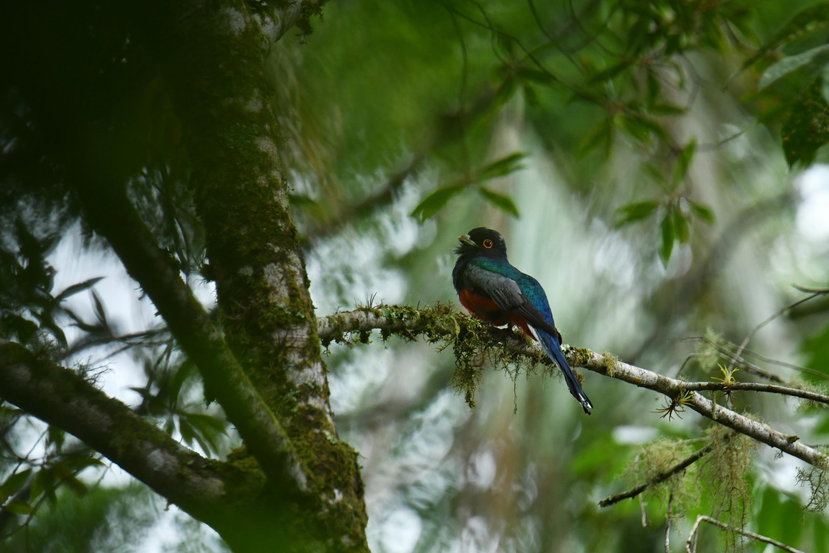 Surucua Trogon Trogon surrucura