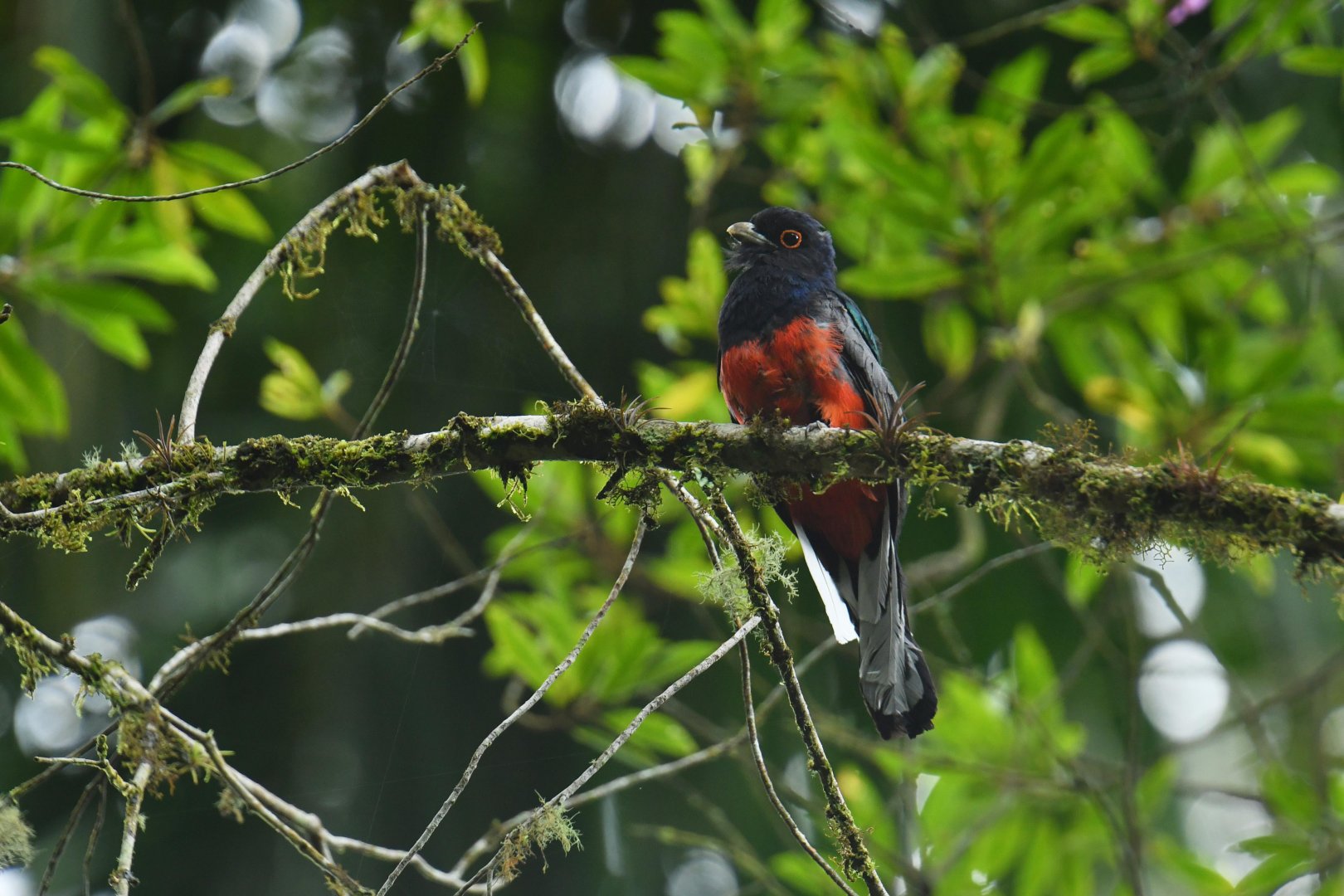 Surucua Trogon Trogon surrucura