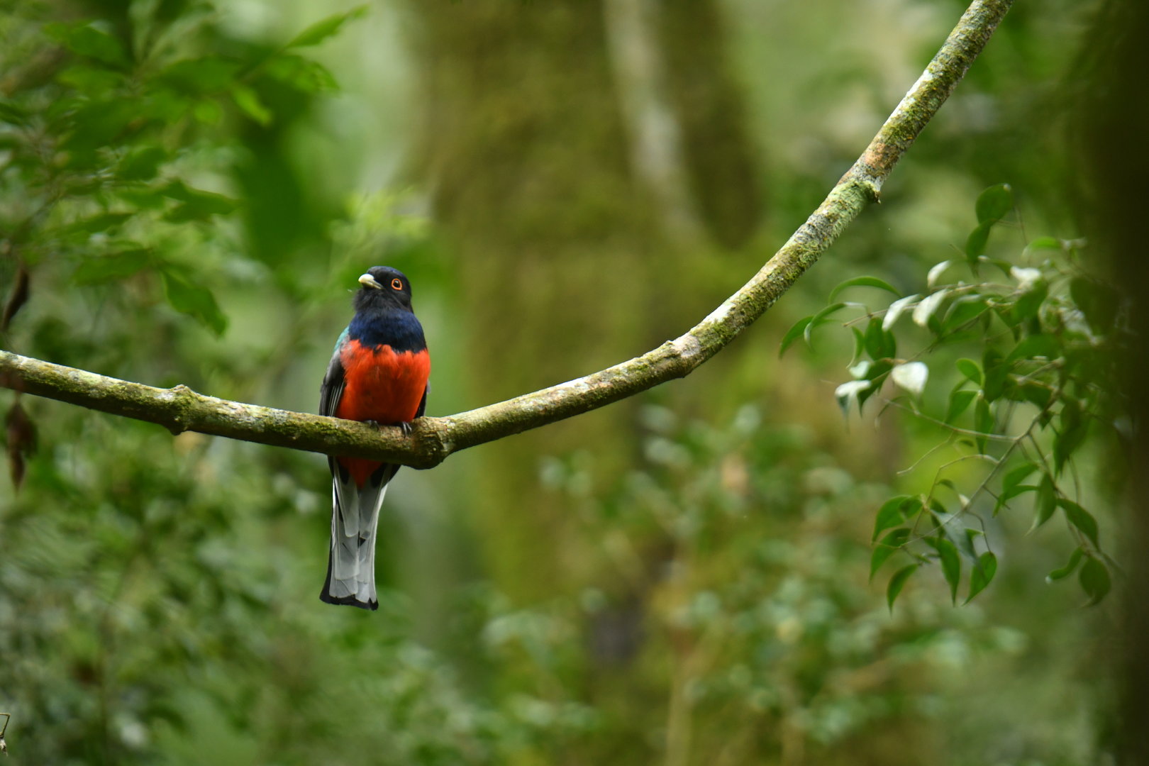 Surucua Trogon Trogon surrucura