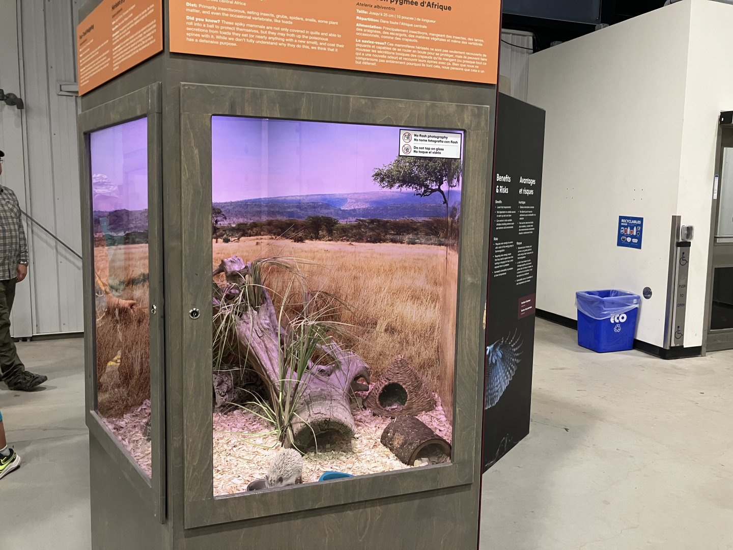Survival of the Slowest - African Pygmy Hedgehog Exhibit