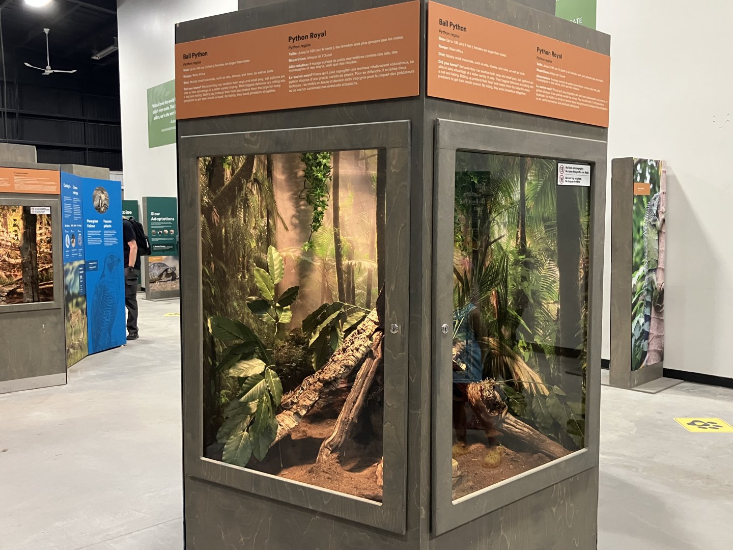 Survival of the Slowest - Ball Python Exhibit