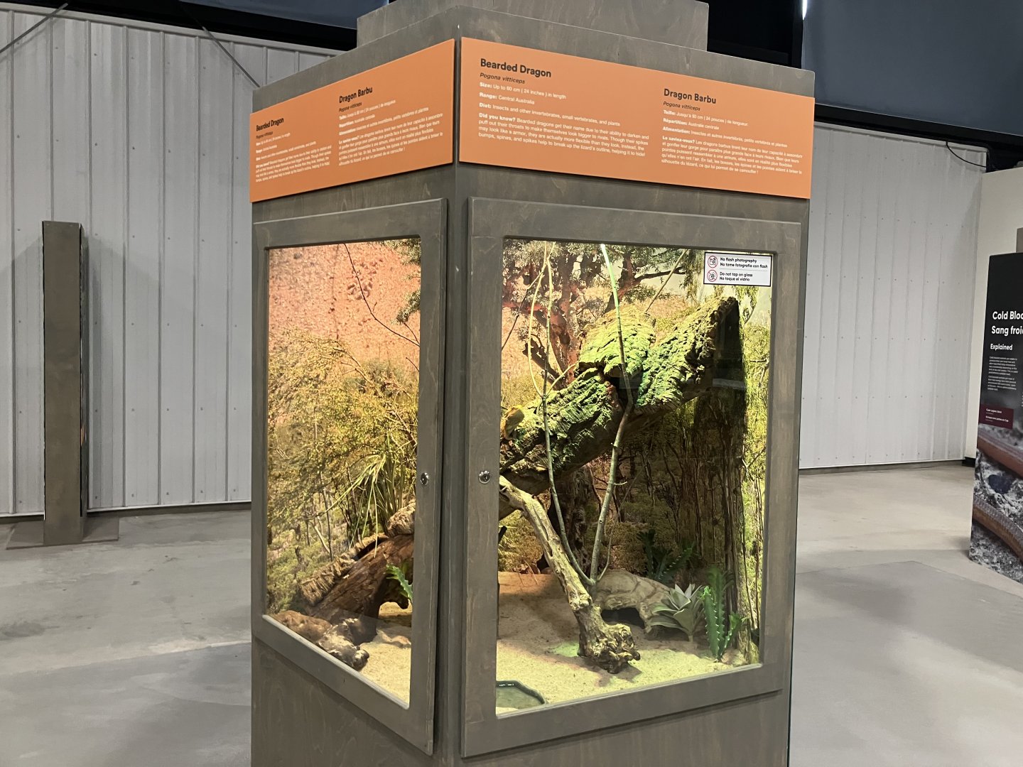 Survival of the Slowest - Bearded Dragon Exhibit