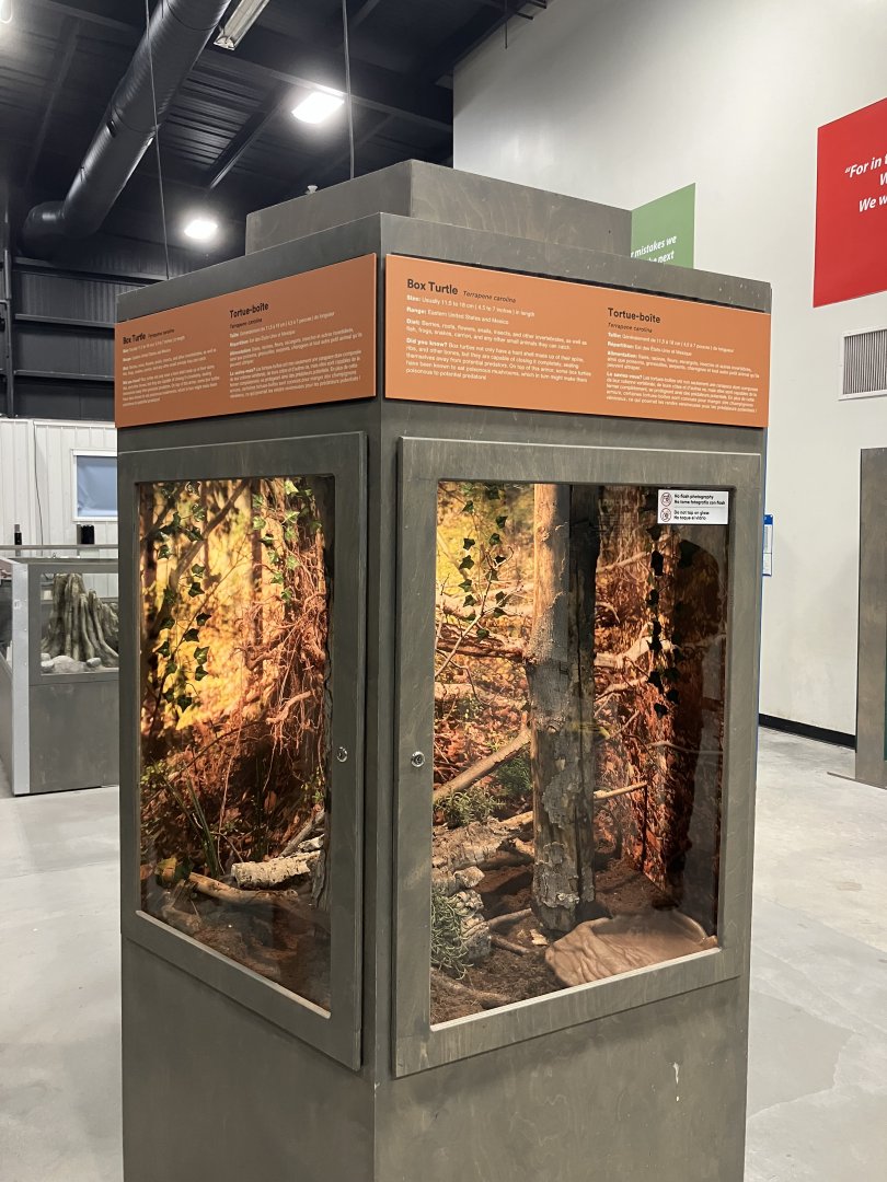 Survival of the Slowest - Box Turtle Exhibit