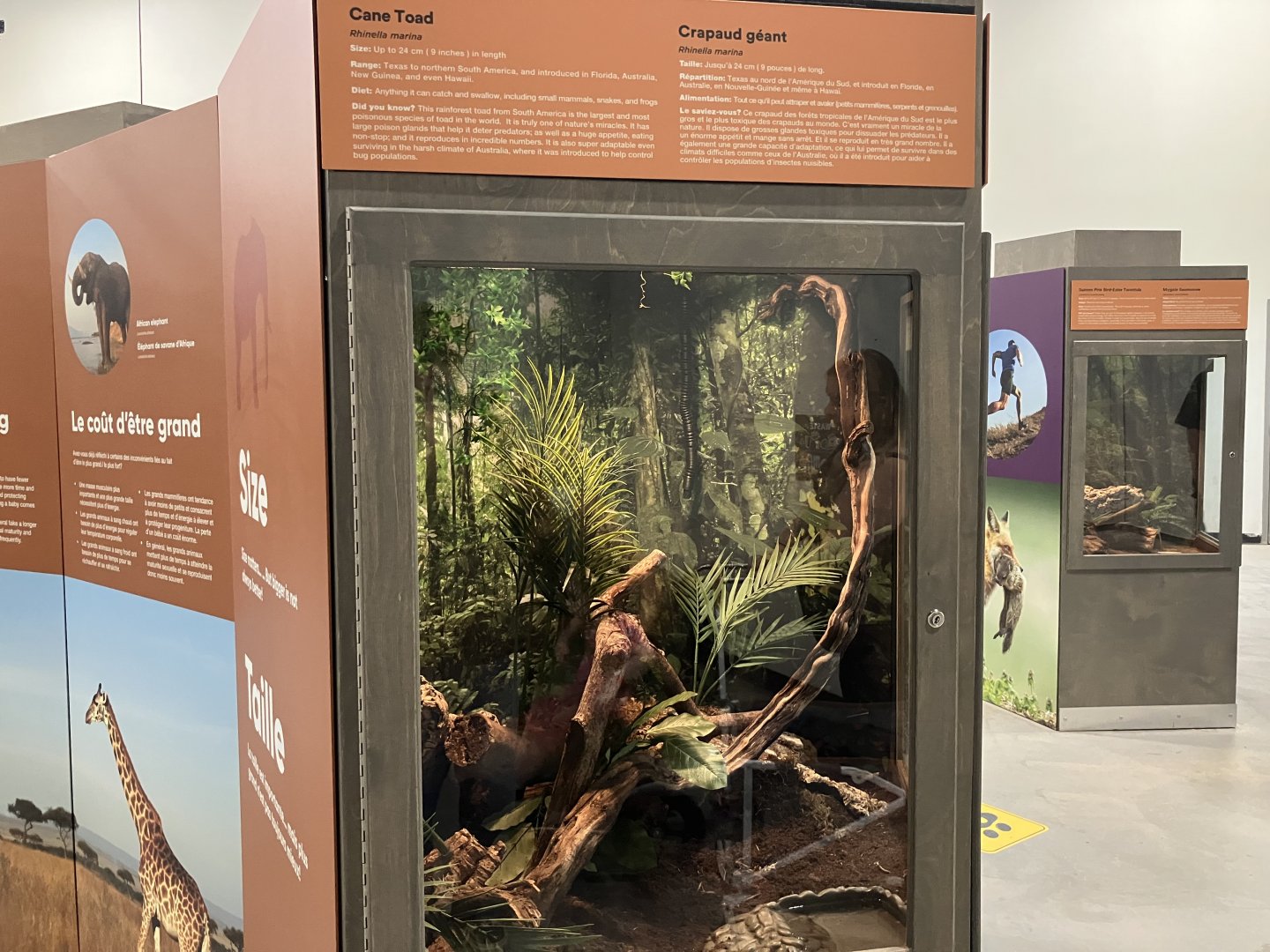 Survival of the Slowest - Cane Toad Exhibit