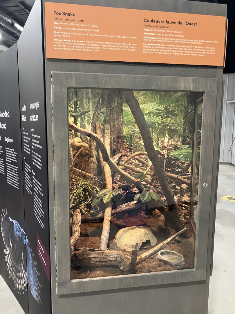 Survival of the Slowest - Fox Snake Exhibit