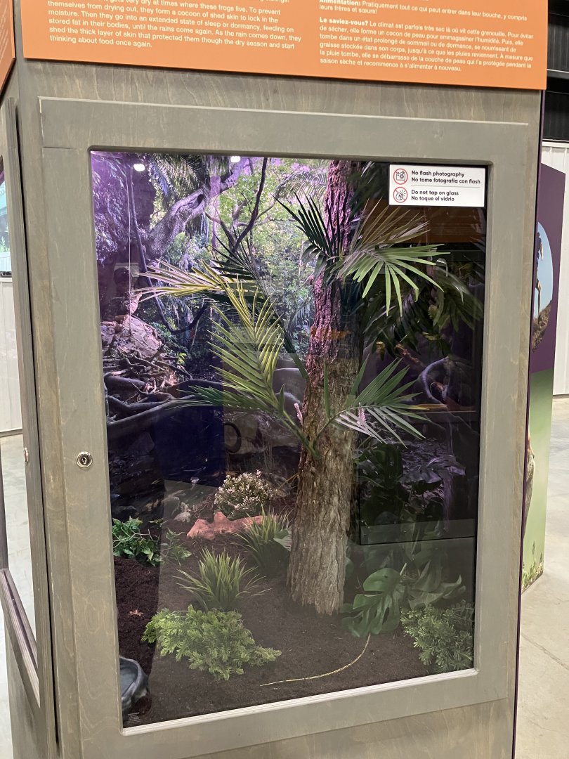 Survival of the Slowest - Horned Frog Exhibit