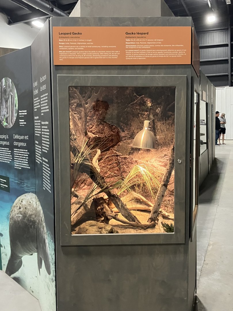 Survival of the Slowest - Leopard Gecko Exhibit