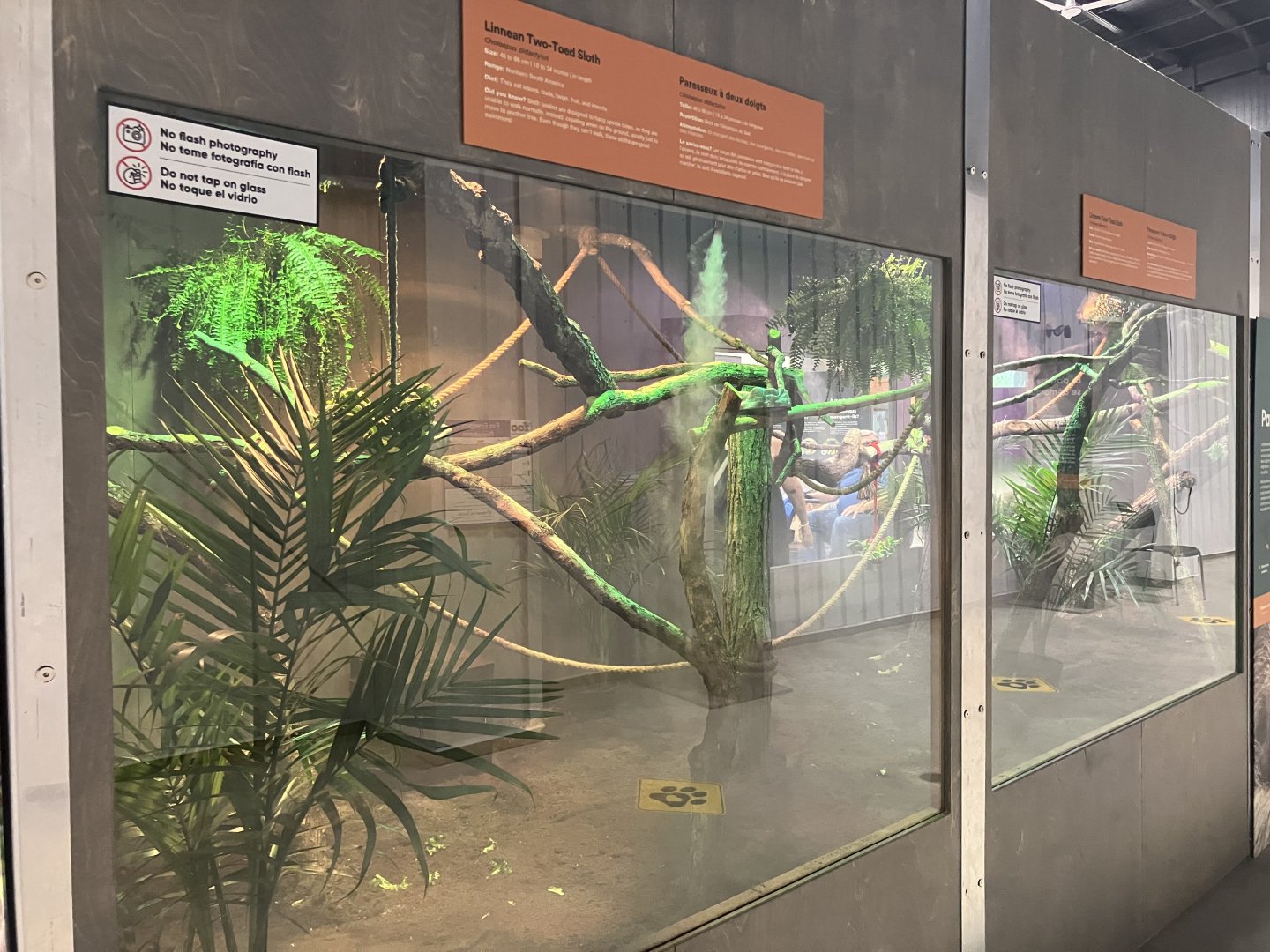 Survival of the Slowest - Linnaeus Two-Toed Sloth Exhibit