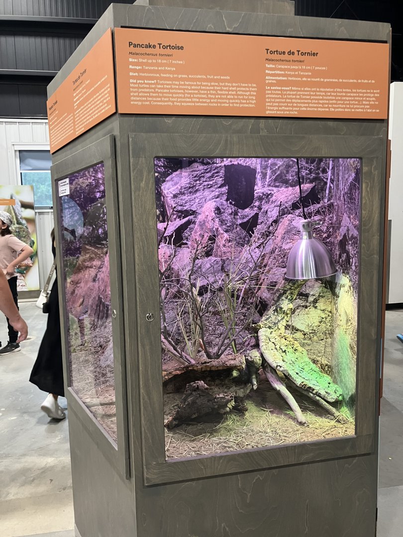 Survival of the Slowest - Pancake Tortoise Exhibit