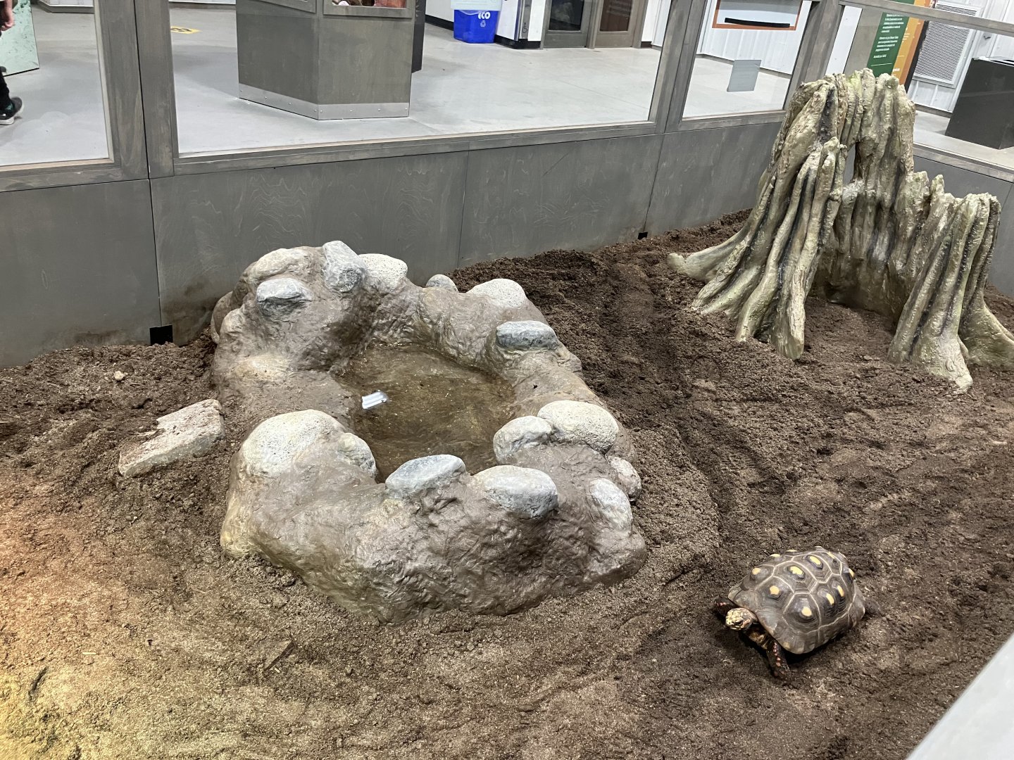 Survival of the Slowest - Ref-Footed Tortoise Exhibit