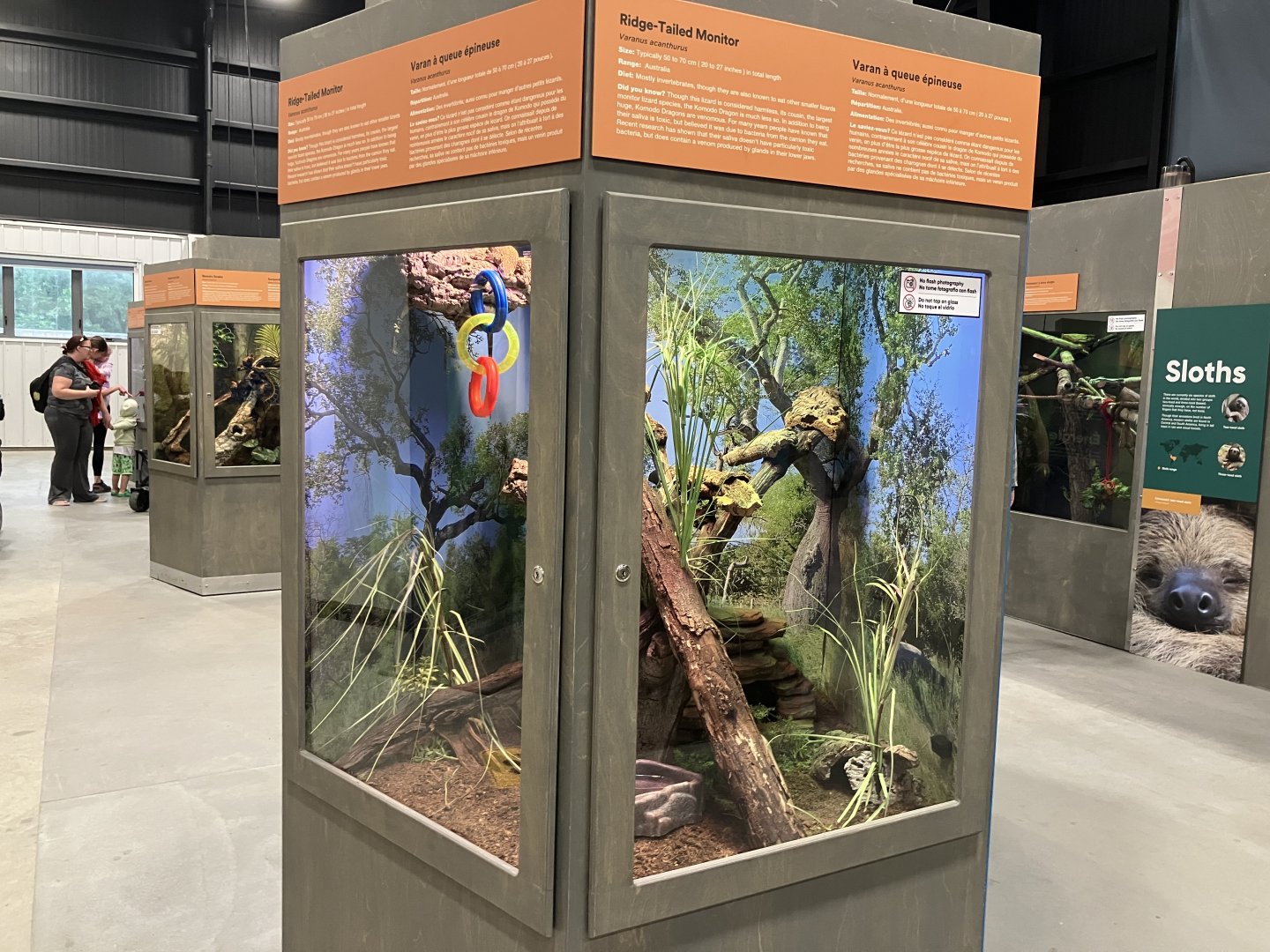 Survival of the Slowest - Ridge-Tailed Monitor Exhibit