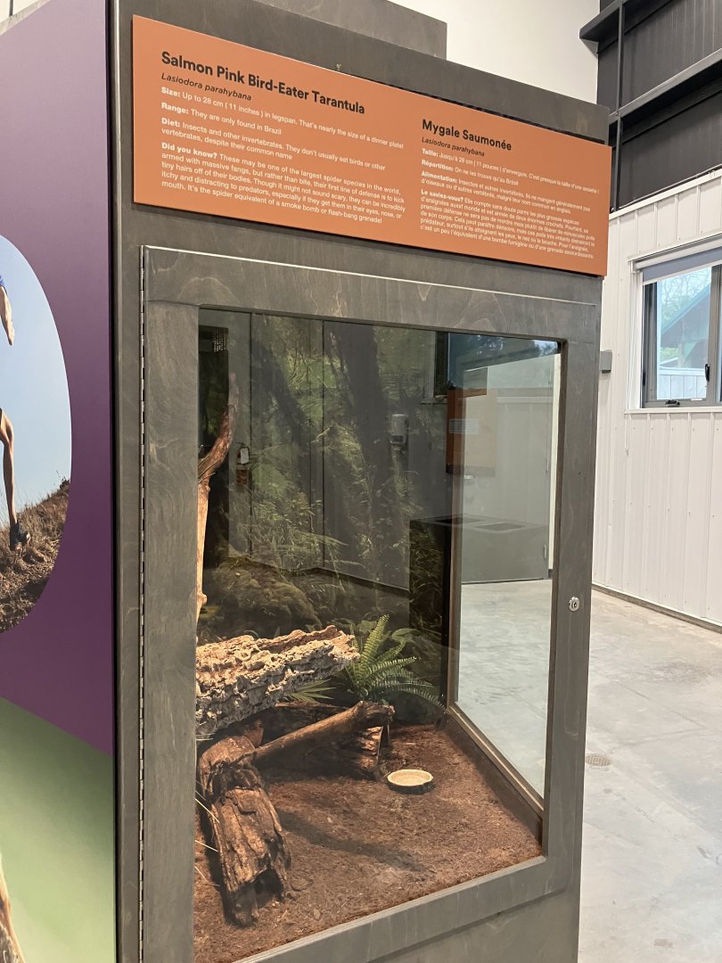 Survival of the Slowest - Salmon Pink Bird Eater Exhibit