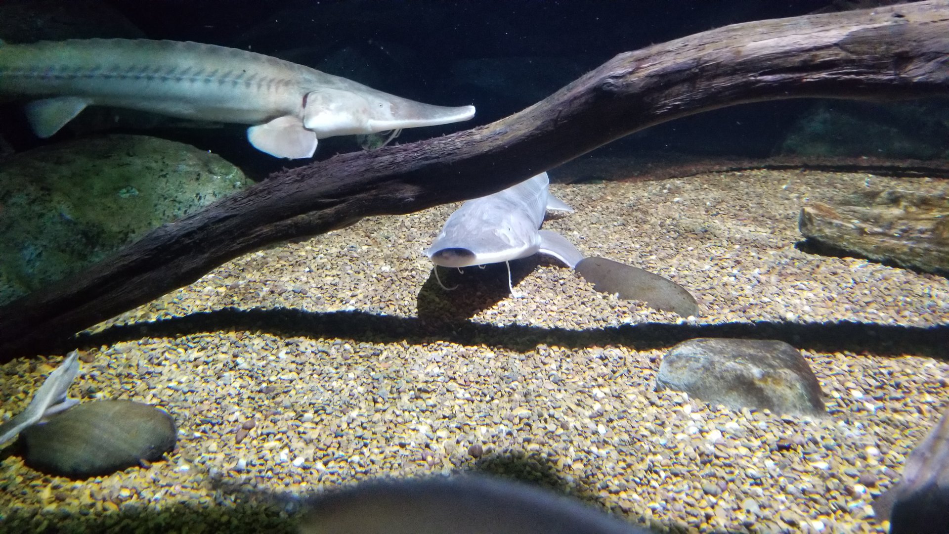 Surviving tank: Shovelnose Sturgeon