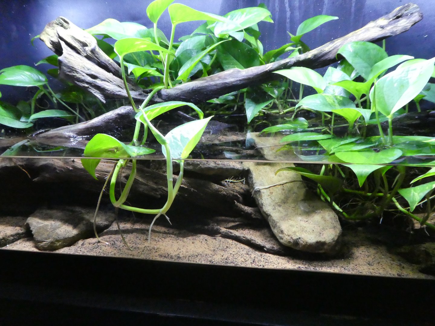 Surviving Though Adaptation; Mudskipper Exhibit