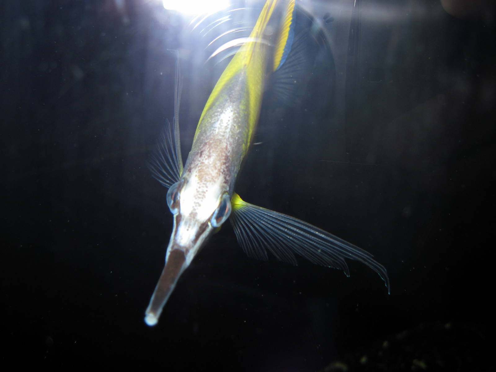 Surviving Through Adaptation-Buttefly Fish