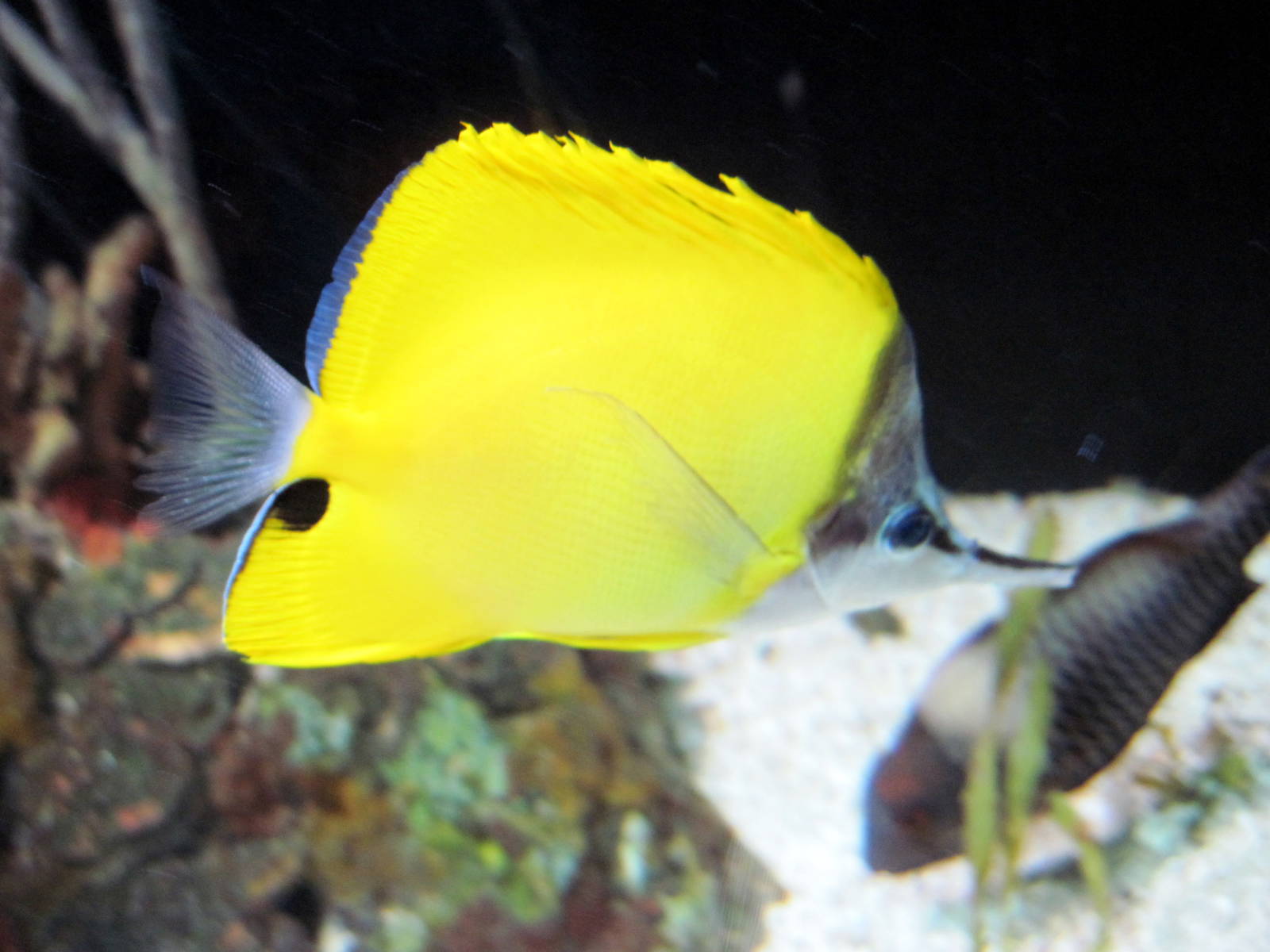 Surviving Through Adaptation-Butterfly Fish