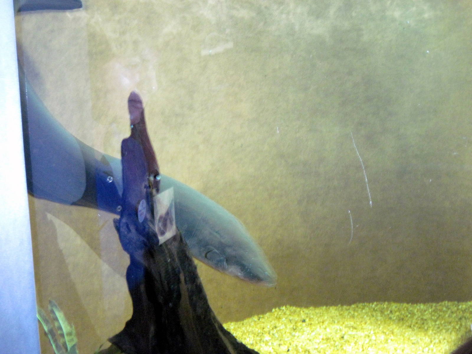 Surviving Through Adaptation-Electric Eel