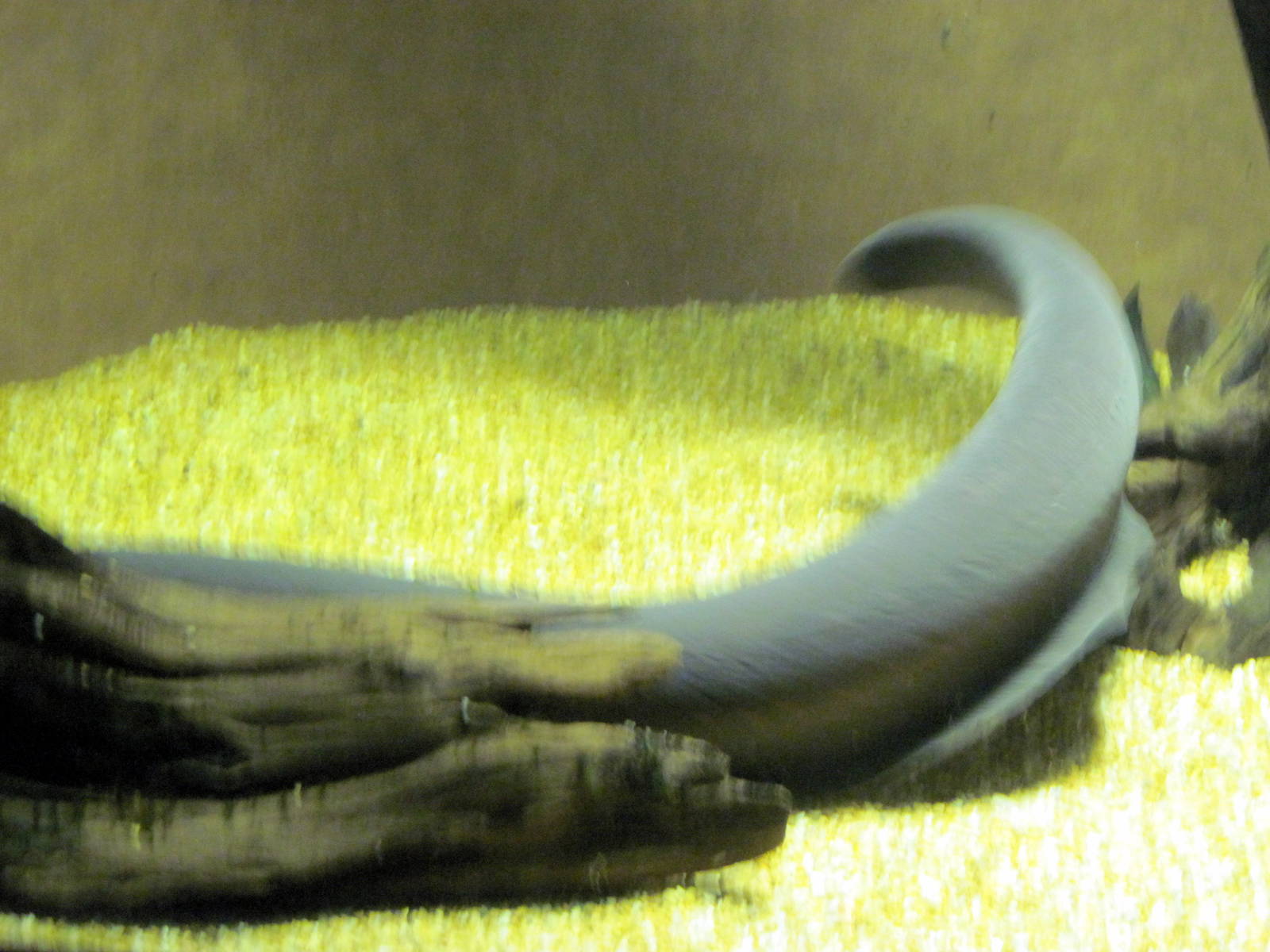 Surviving Through Adaptation-Electric Eel