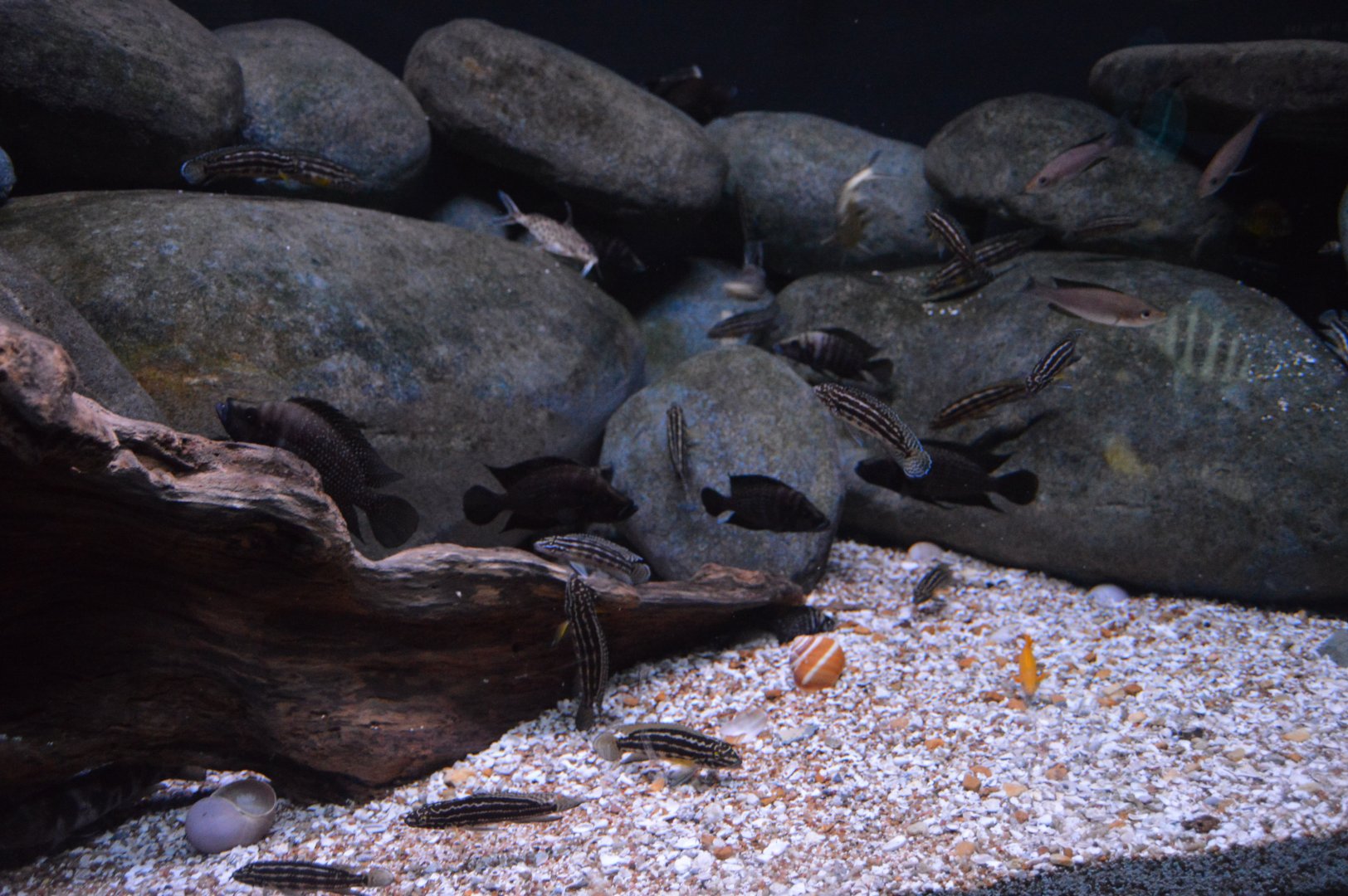 Surviving Through Adaptation - Evolving Exhibit (African Lake)