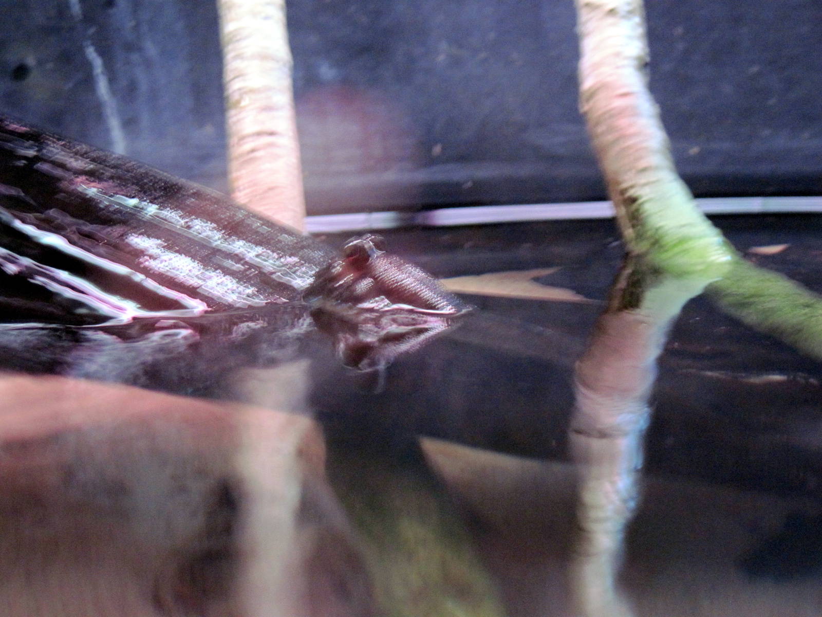 Surviving through Adaptation-Mudskipper