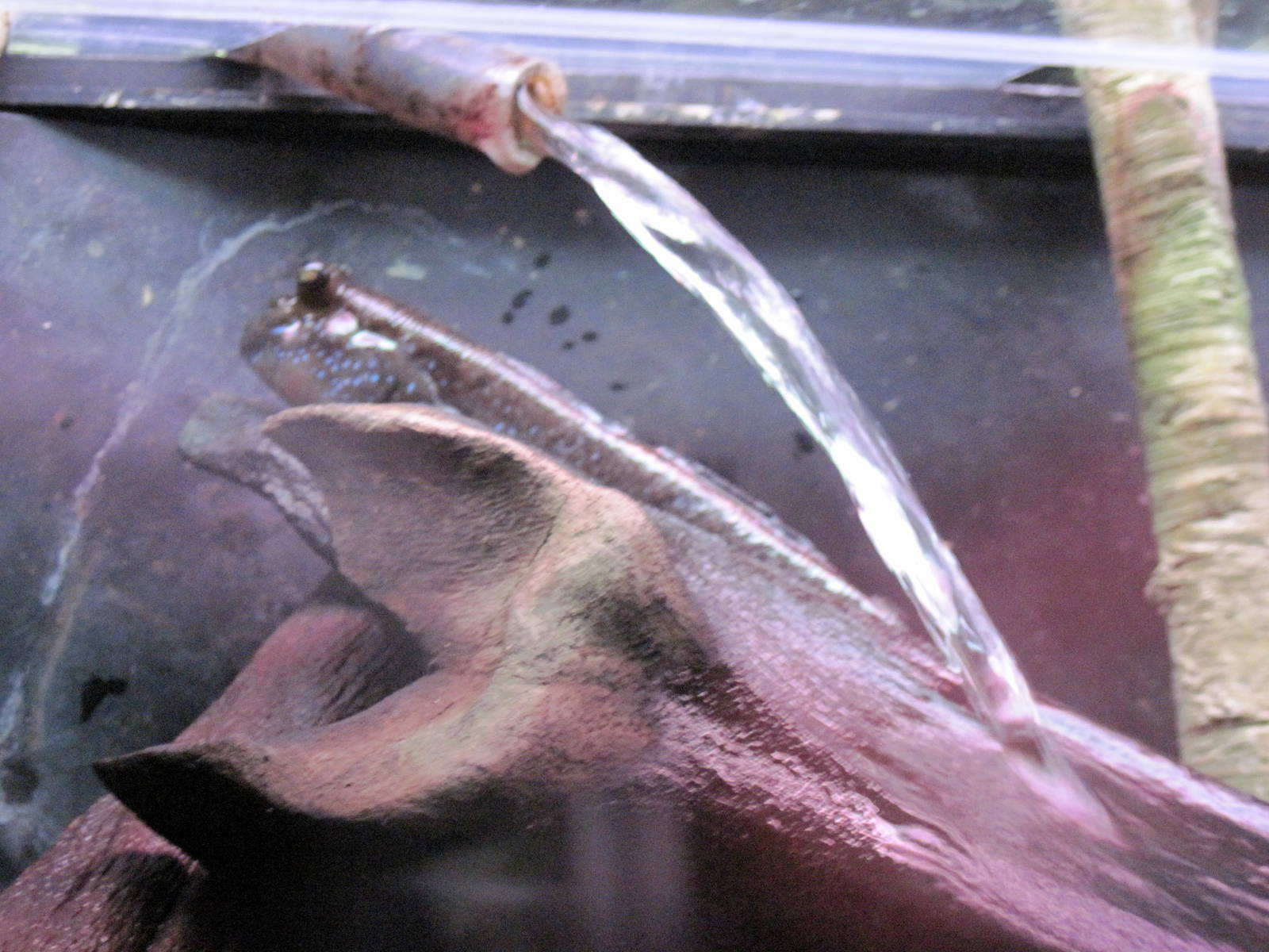 Surviving through Adaptation-Mudskipper