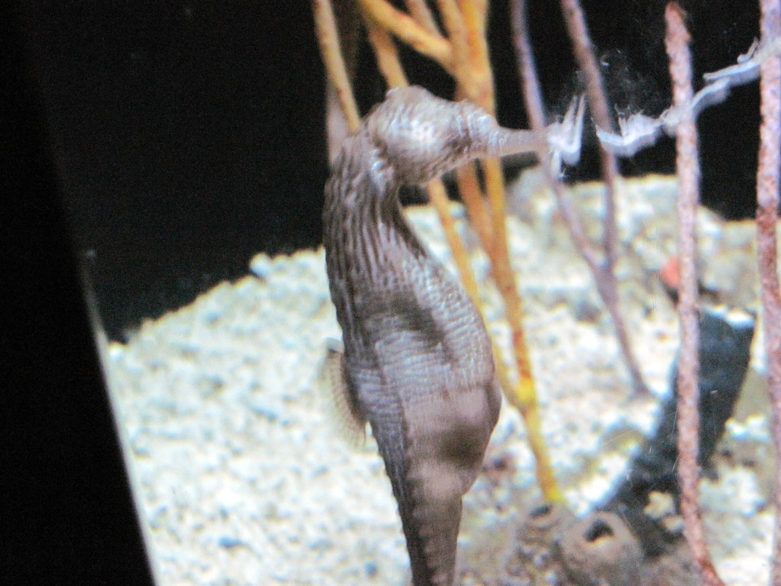 Surviving through Adaptation-Seahorse